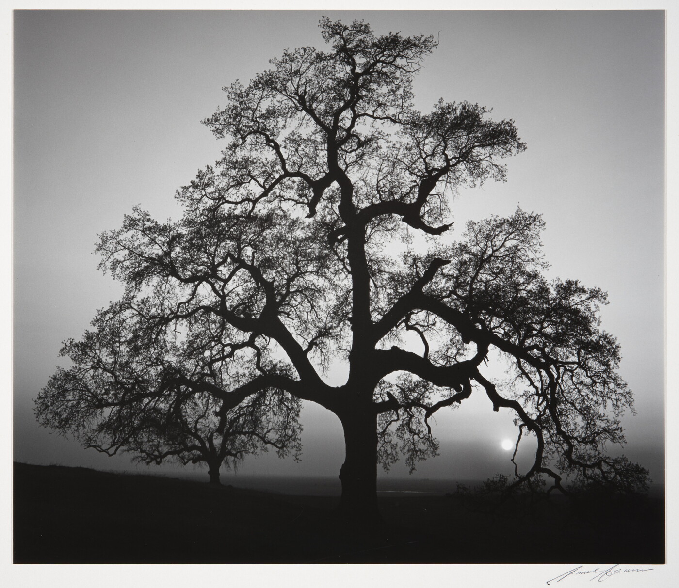 A black-and-white photograph of an oak tree in silhouette.