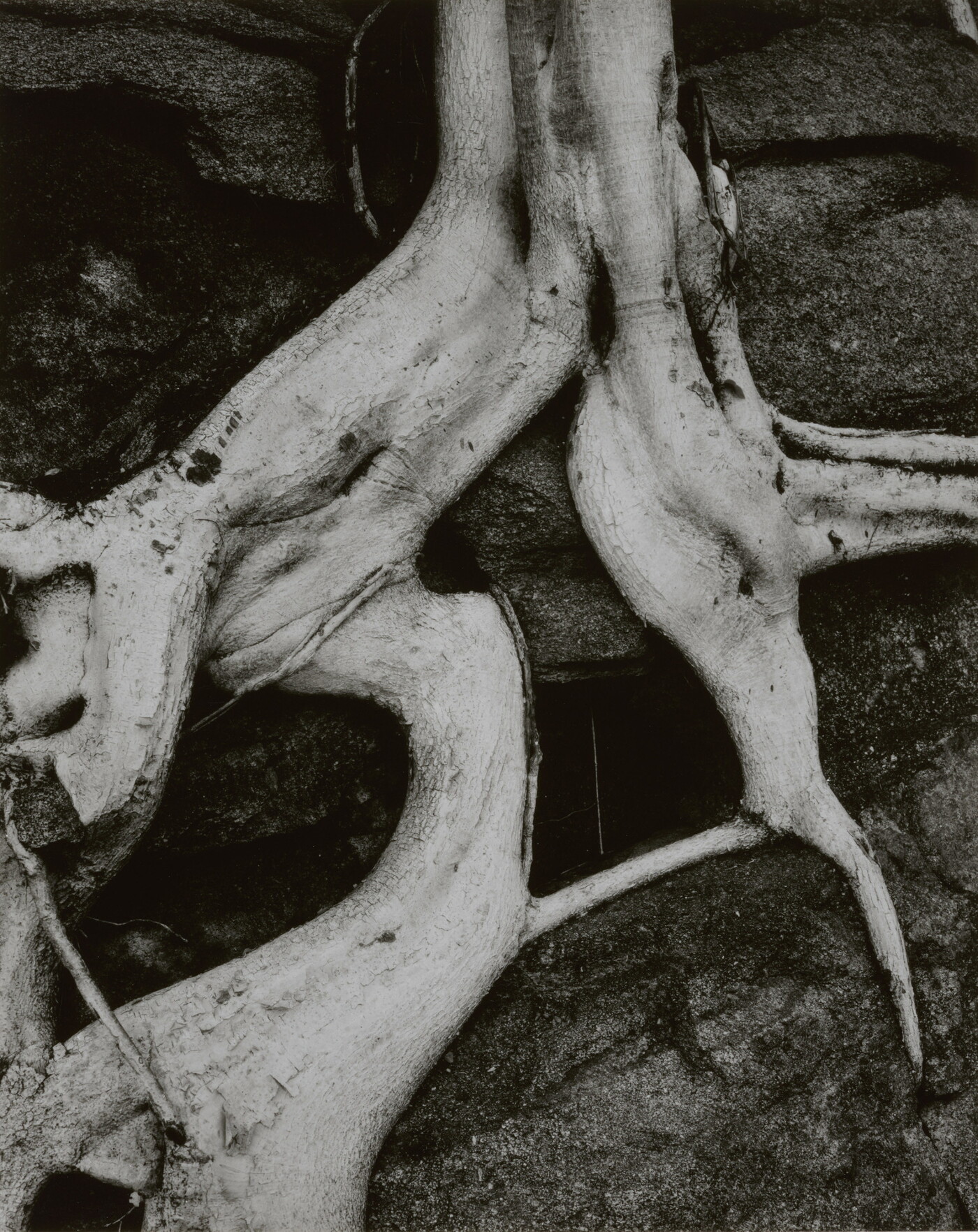 A black-and-white close-up photograph of twisted white tree roots growing out of dark soil.