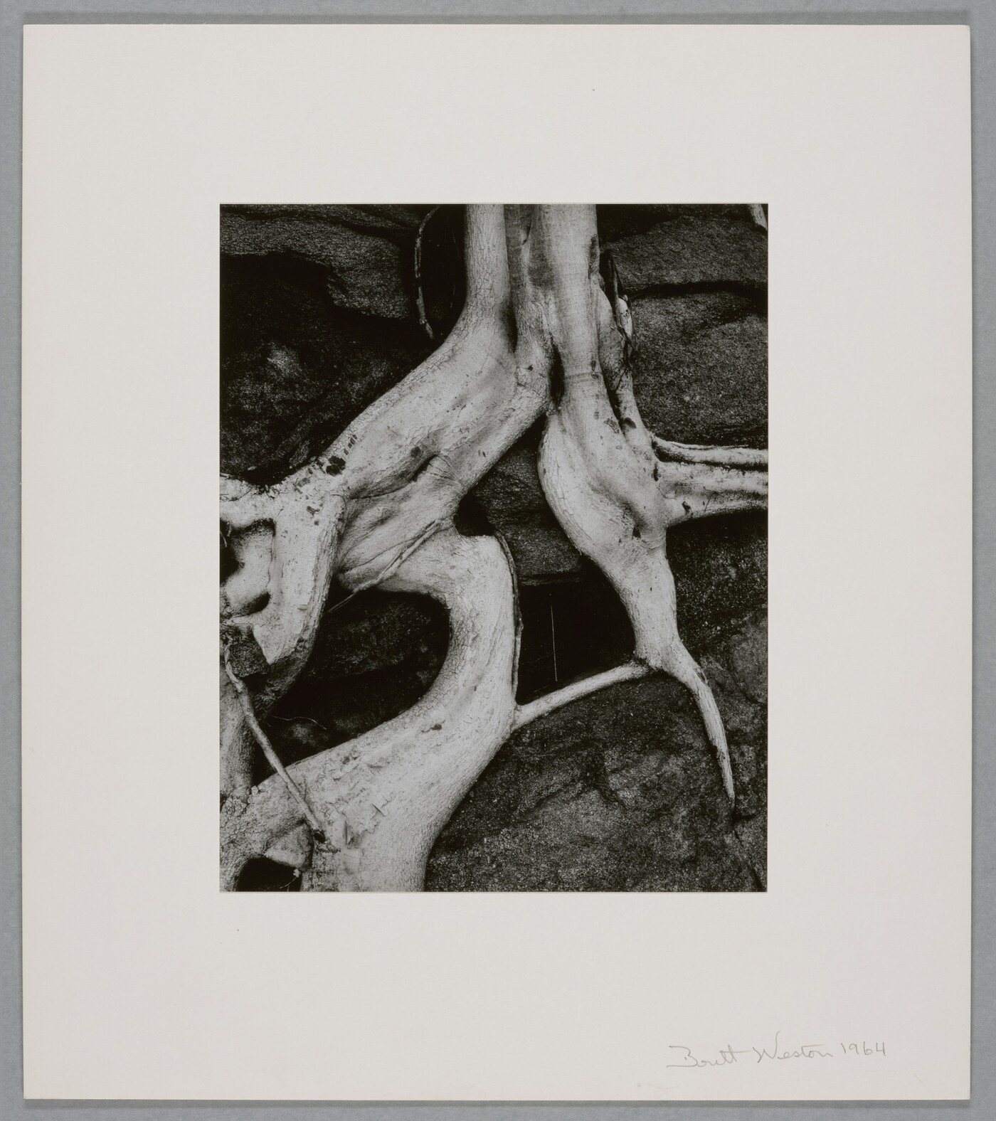 A black-and-white close-up photograph of twisted white tree roots growing out of dark soil.