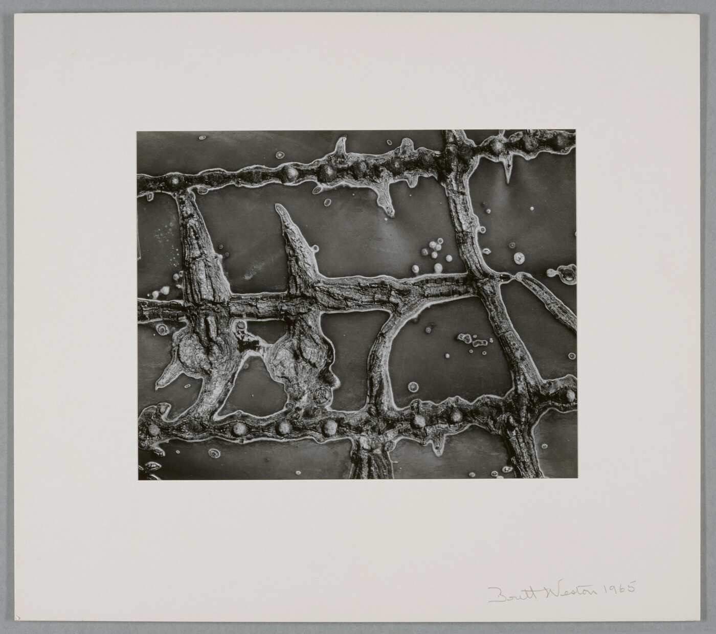 A black-and-white close-up photograph of the raised scars on the flesh of a cactus.
