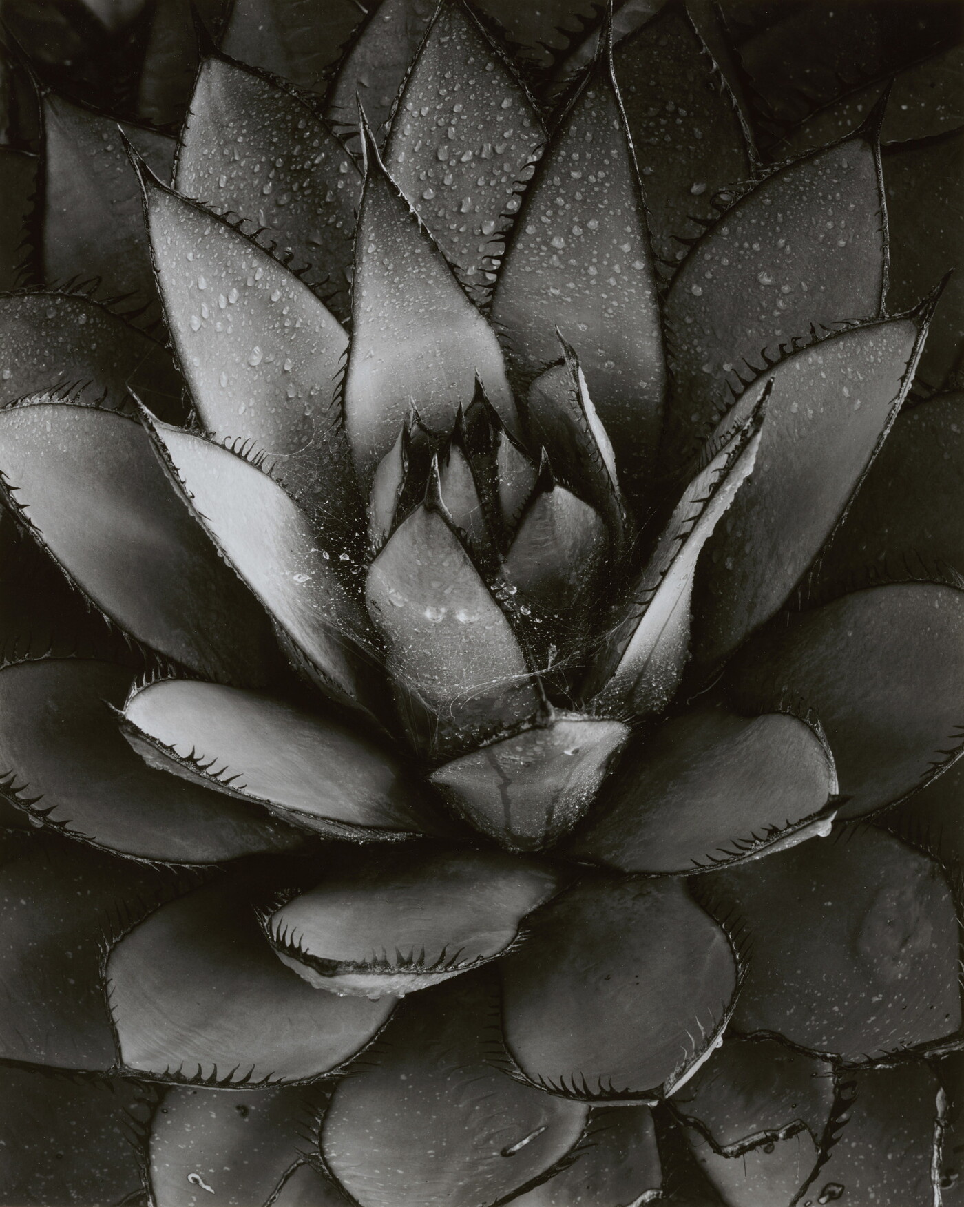 A black-and-white close-up photograph of an agave plant with spiky leaves growing in a rosette pattern from the center.