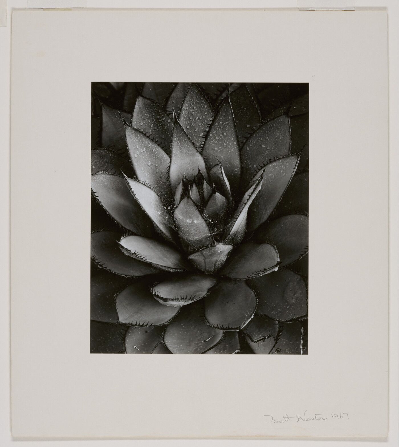 A black-and-white close-up photograph of an agave plant with spiky leaves growing in a rosette pattern from the center.