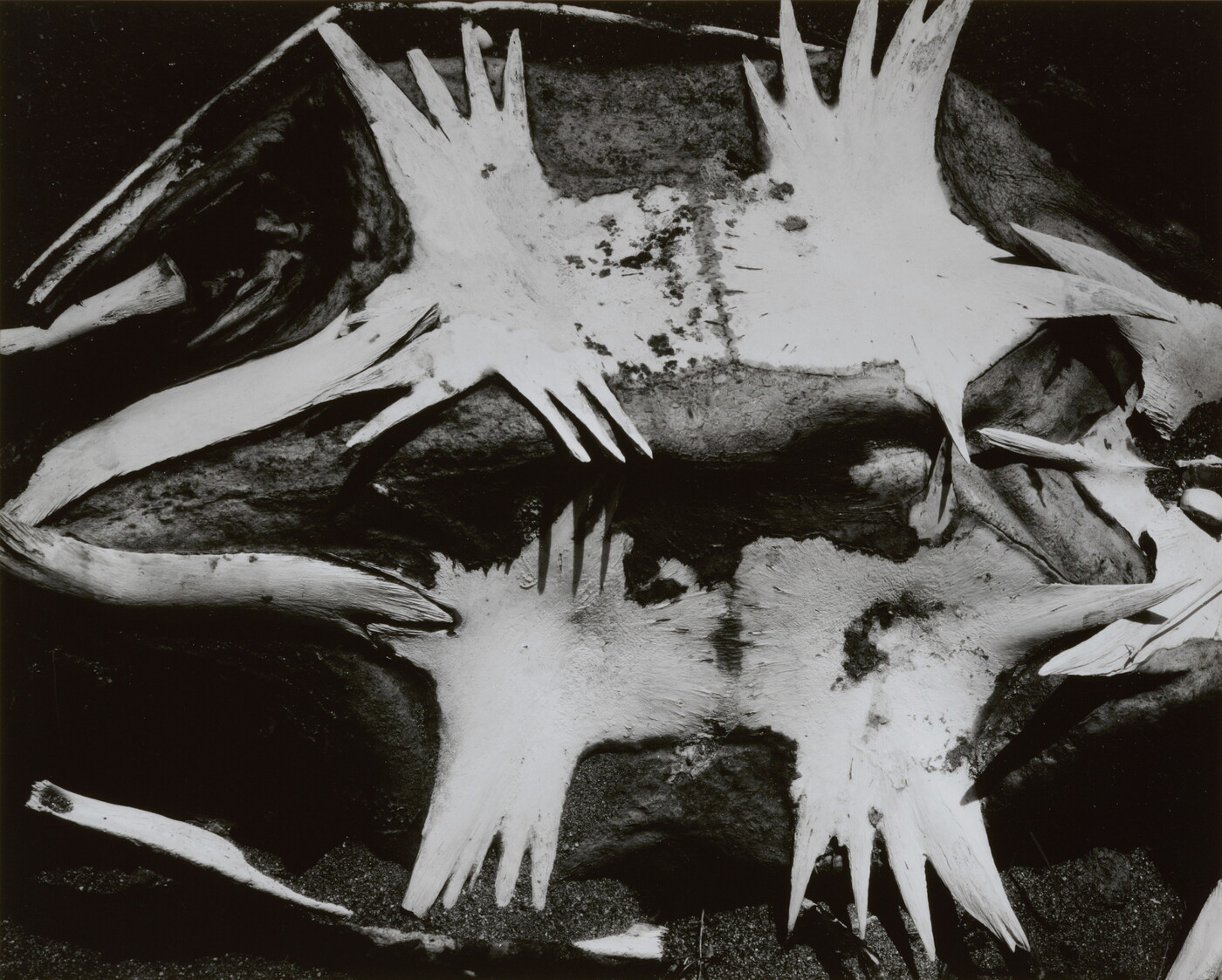 A black-and-white photograph of a turtle skeleton from the underside.