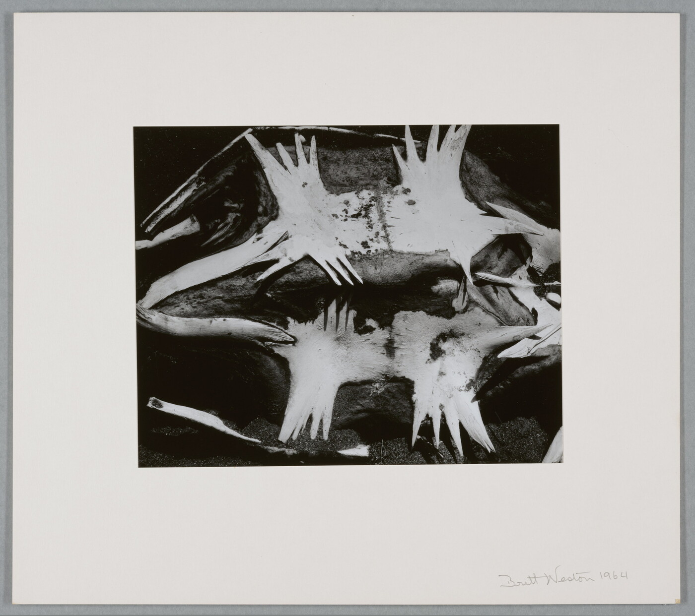 A black-and-white photograph of a turtle skeleton from the underside.
