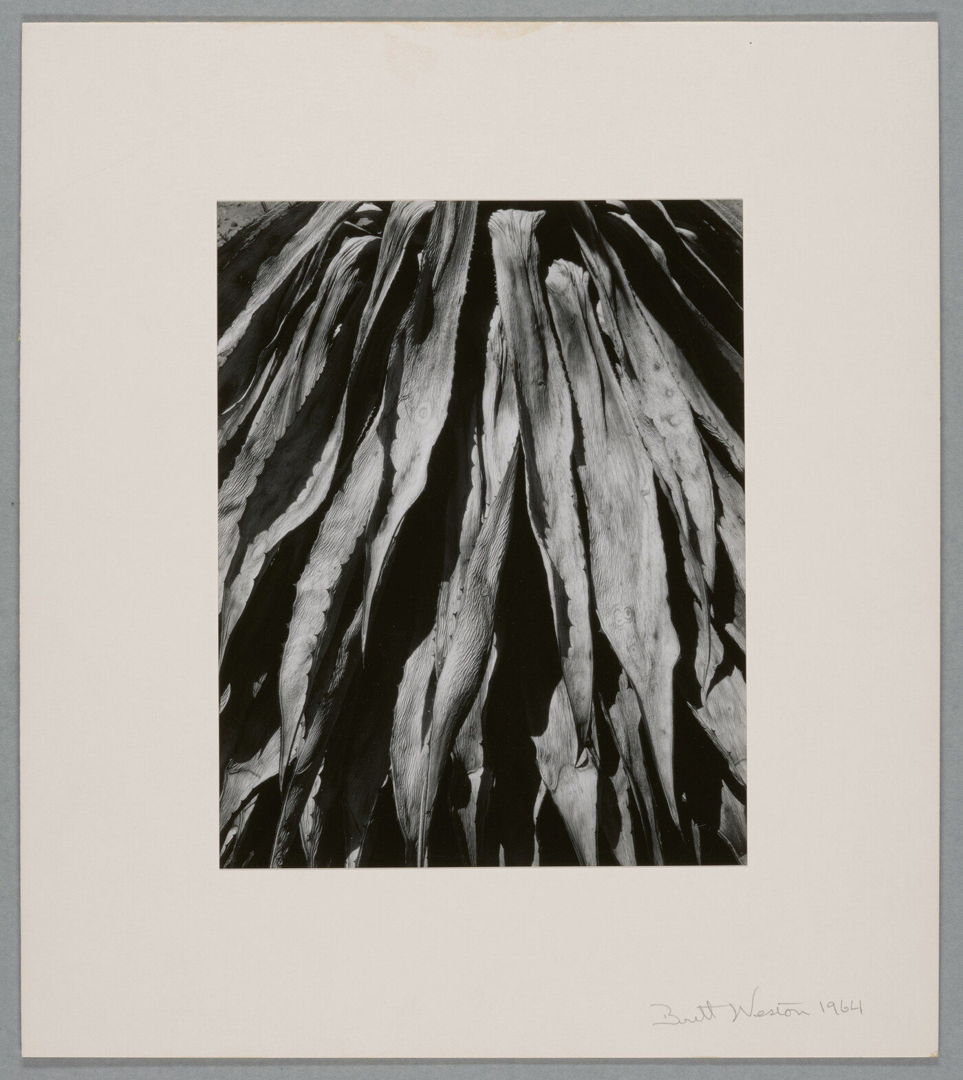 A close-up, black-and-white photograph of long, dry plant leaves descending downward.