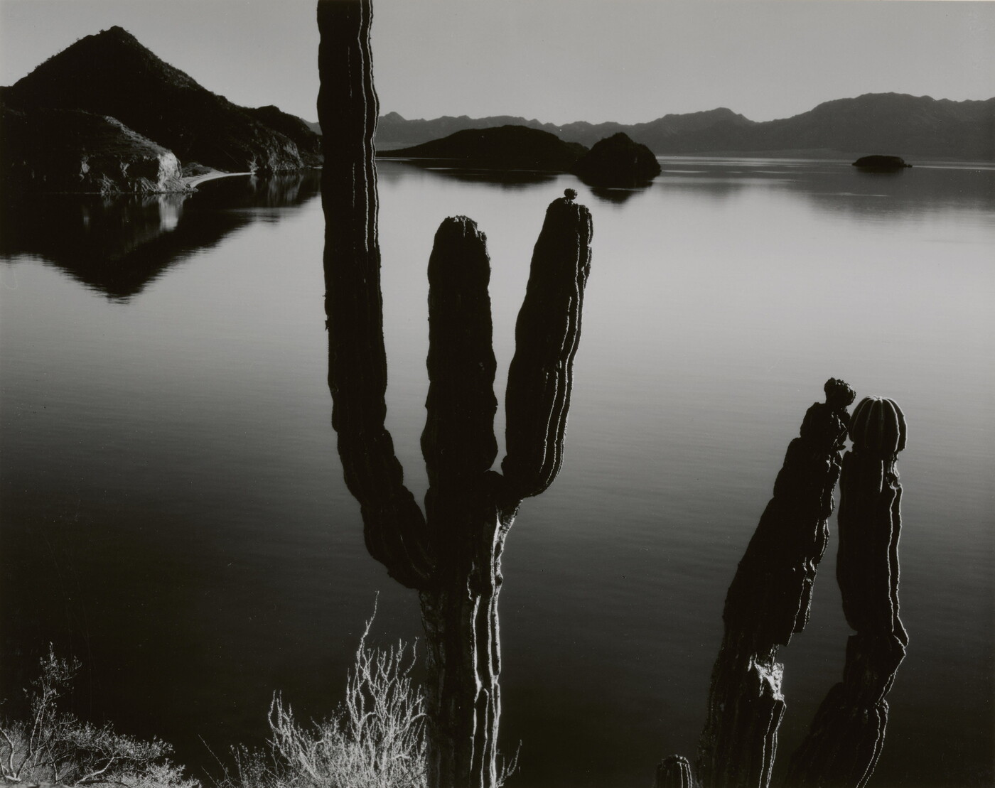 A black-and-white photograph of two multi-limbed cacti in front of a still body of water with hills in the distance.