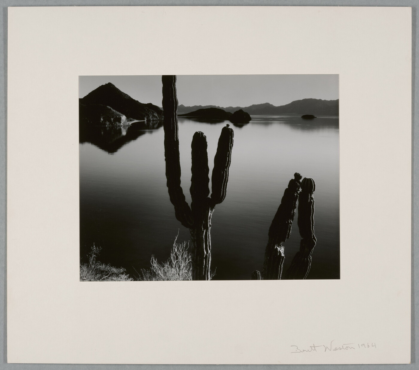A black-and-white photograph of two multi-limbed cacti in front of a still body of water with hills in the distance.