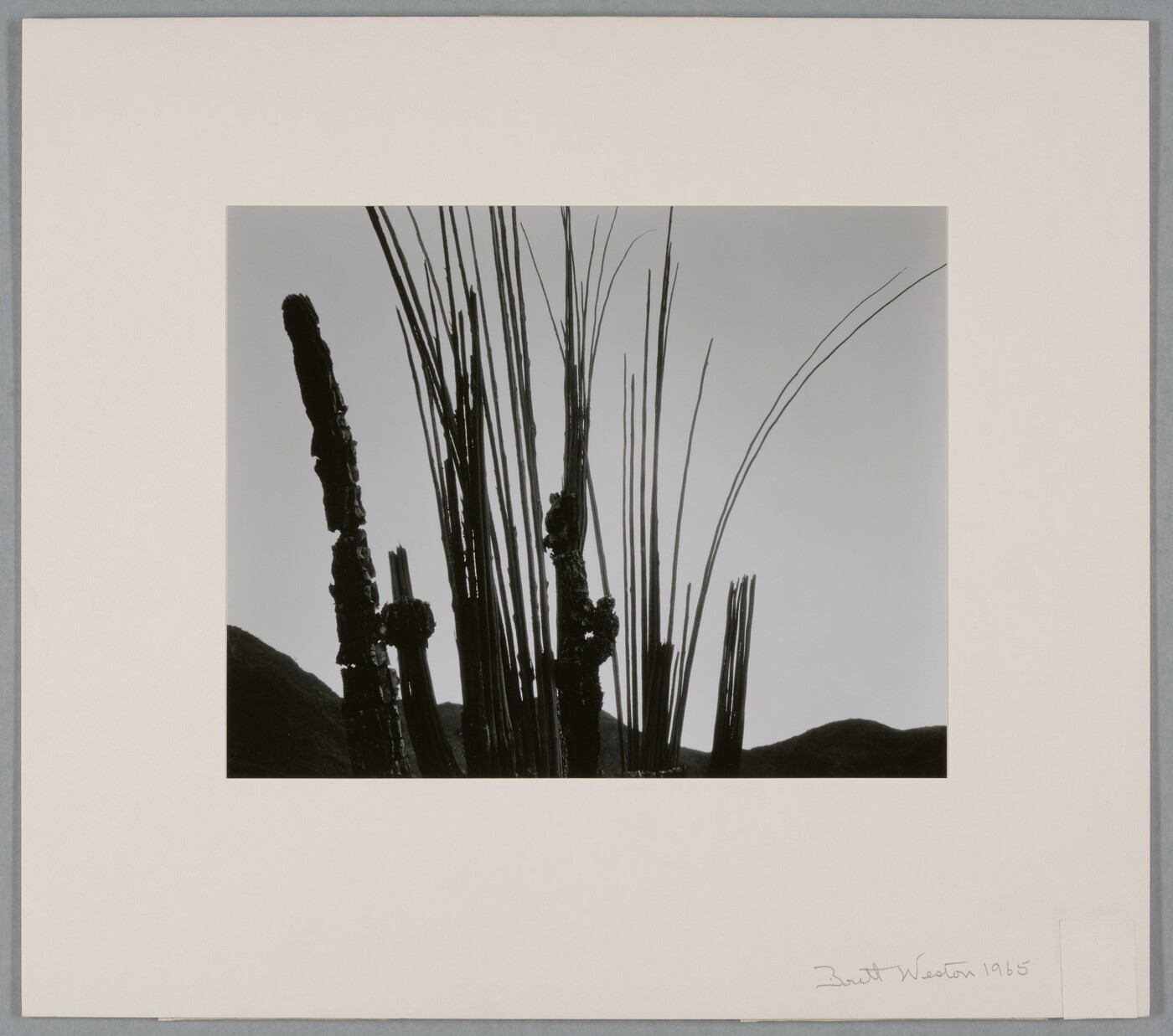 A black-and-white photograph of silhouetted plant stems, narrow cacti, and hills against the sky.