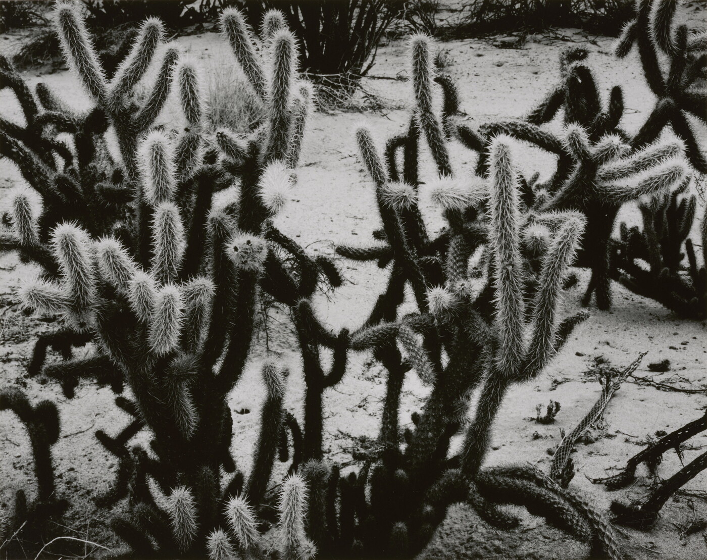 A black-and-white photograph of many-armed cacti growing on sandy soil.