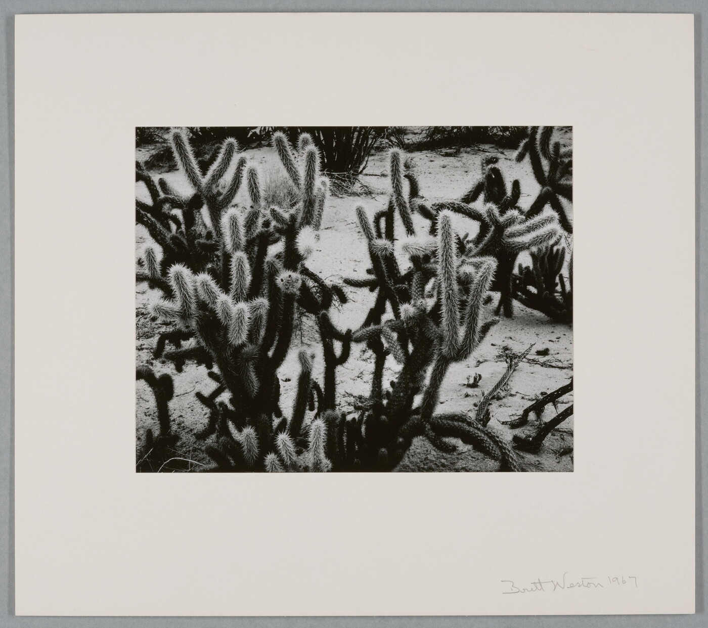 A black-and-white photograph of many-armed cacti growing on sandy soil.