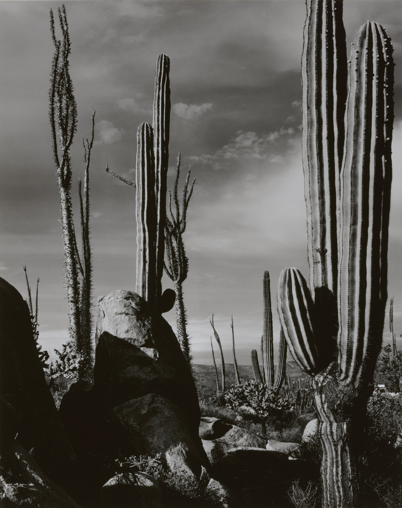A black-and-white photograph of saguaro and other cacti extending up toward the sky.