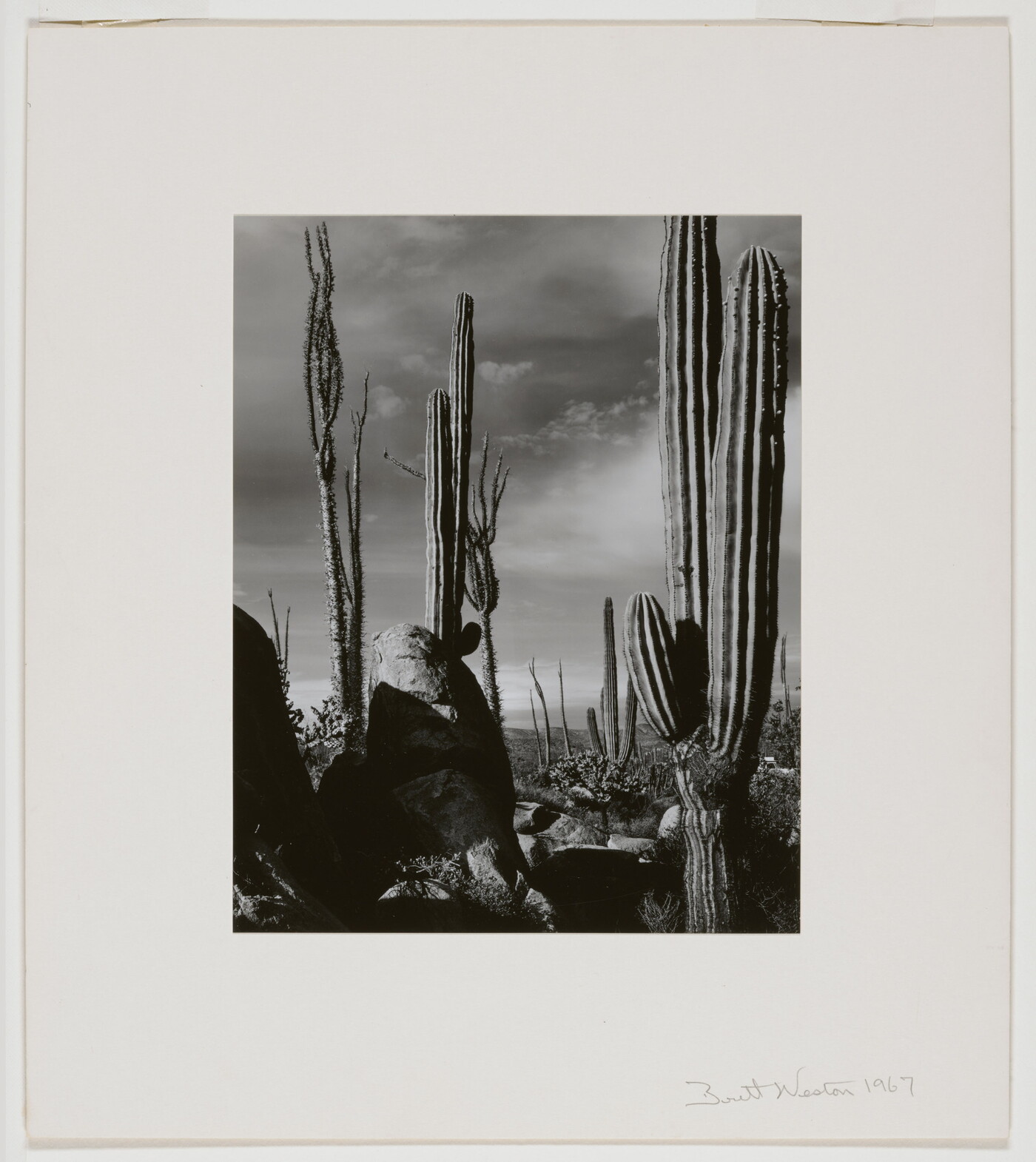 A black-and-white photograph of saguaro and other cacti extending up toward the sky.