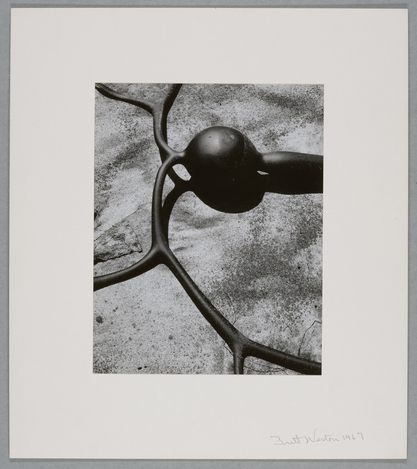 A black-and-white photograph of the round bladder, stem, and fronds of a kelp.