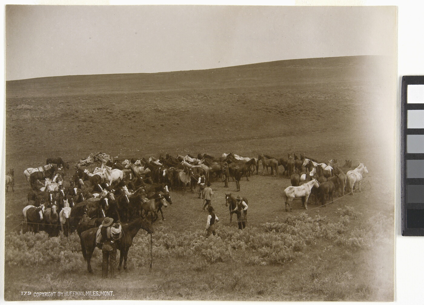 A sepia-toned photograph of a herd of unsaddled horses and several cowboys with their saddled horses.