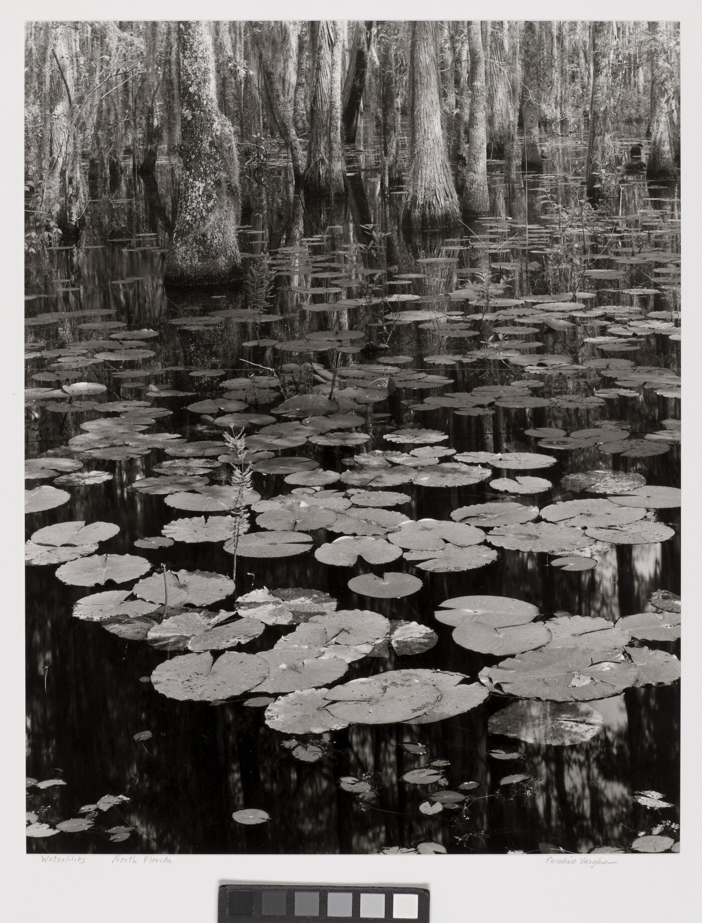 A black-and-white photograph of lily pads on a calm body of water and cypress trees growing in the background.