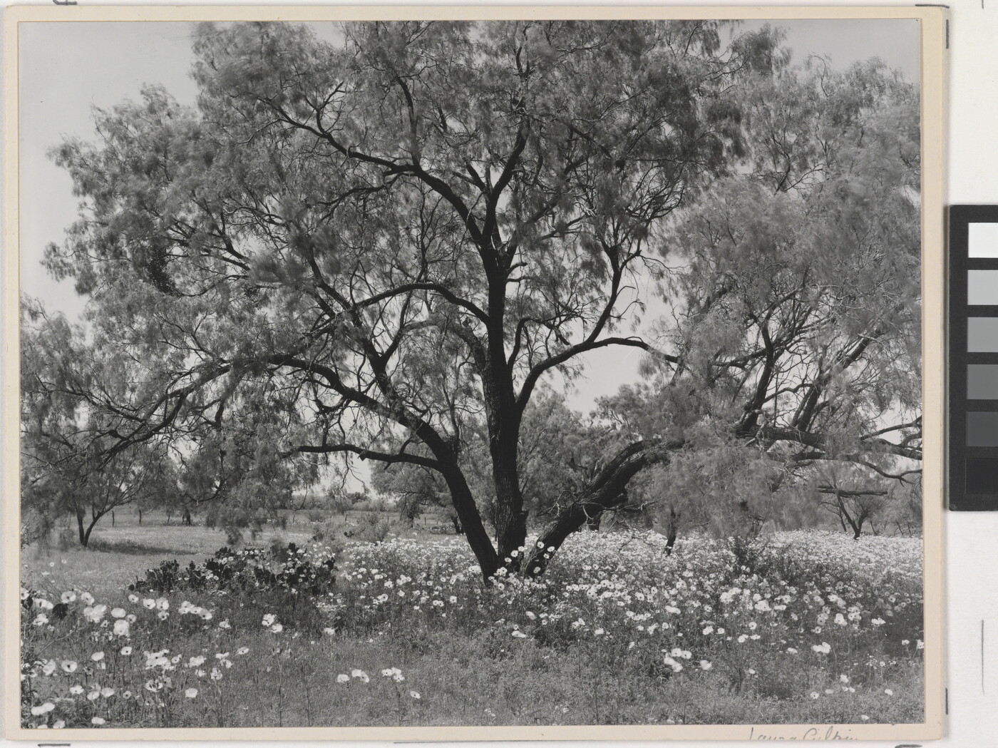 A black-and-white photograph of an expansive tree with wildflowers underneath.