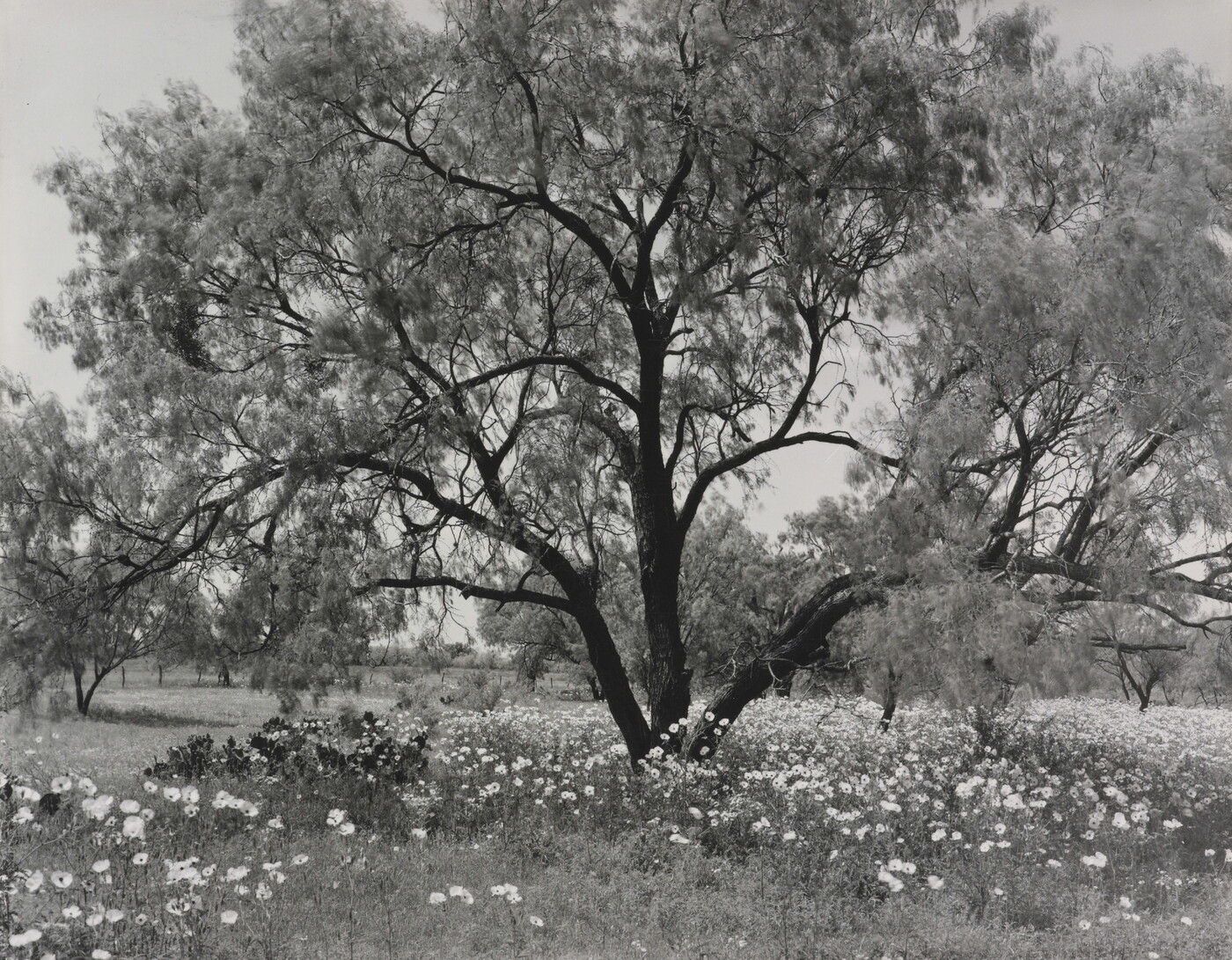 A black-and-white photograph of an expansive tree with wildflowers underneath.