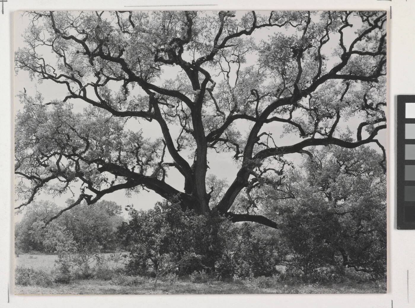 A black-and-white photograph of an expansive tree with gnarly branches.