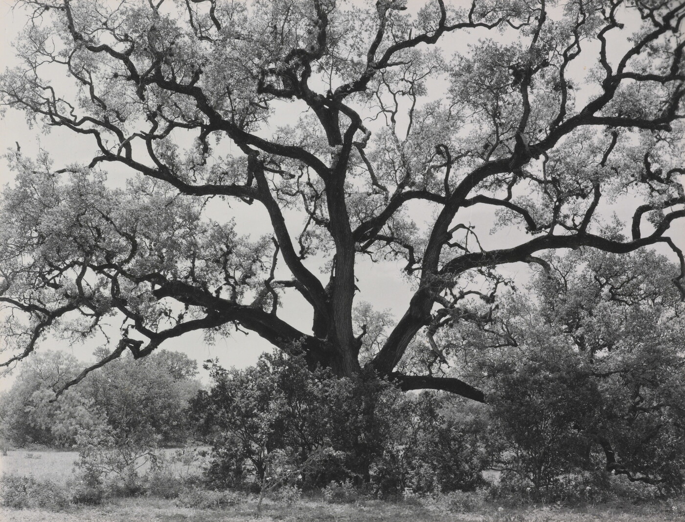 A black-and-white photograph of an expansive tree with gnarly branches.