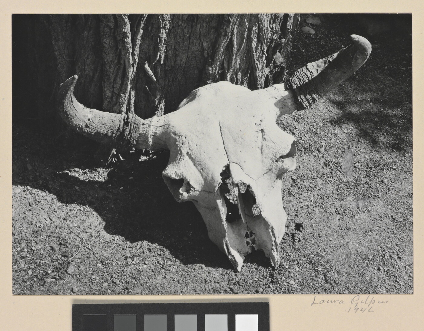 A black-and-white photograph of a bison skull on the ground next to a tree.