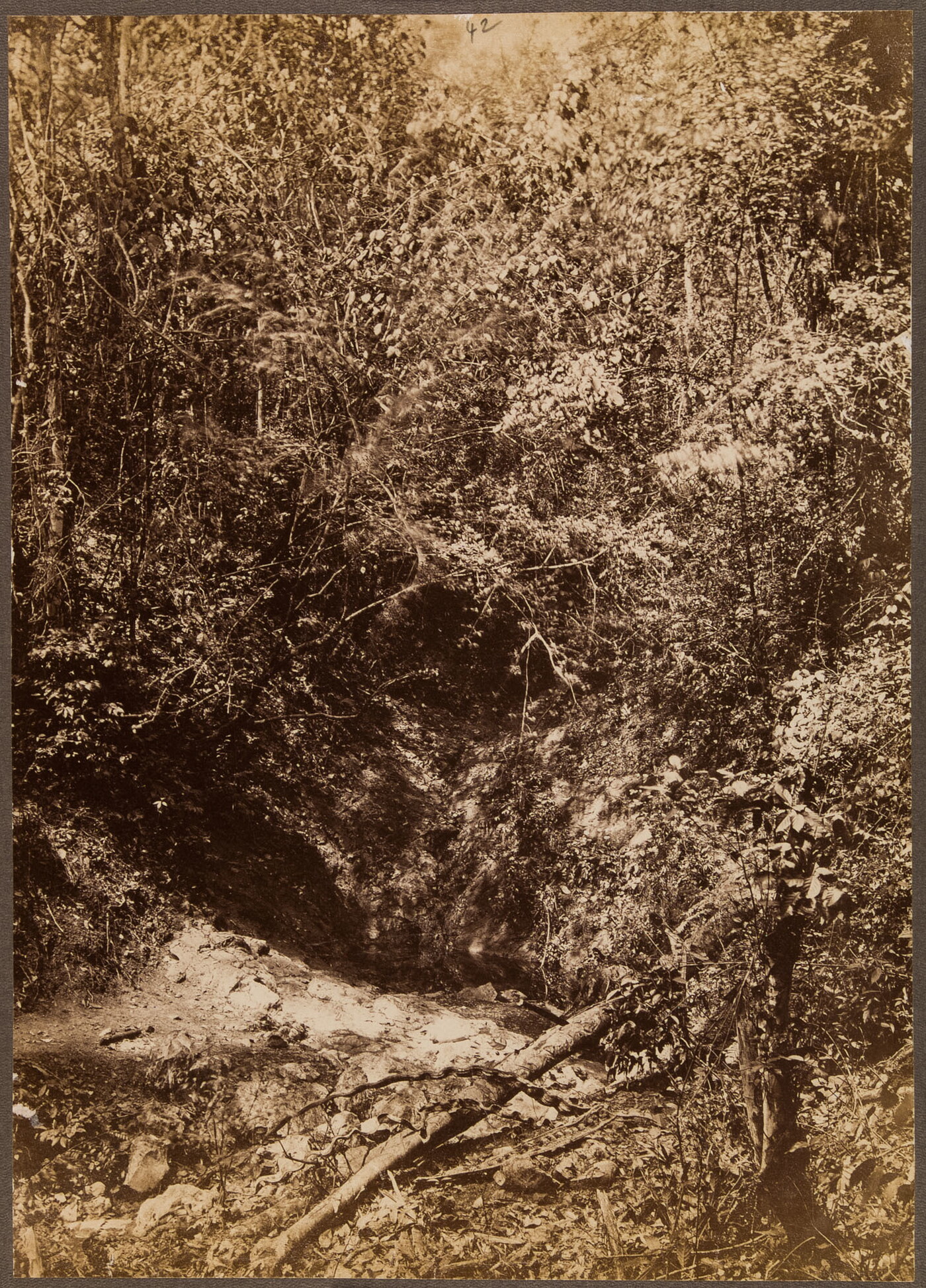 A sepia-toned photograph of a densely tangled forest with a dark crevice running through the bottom third of the frame.