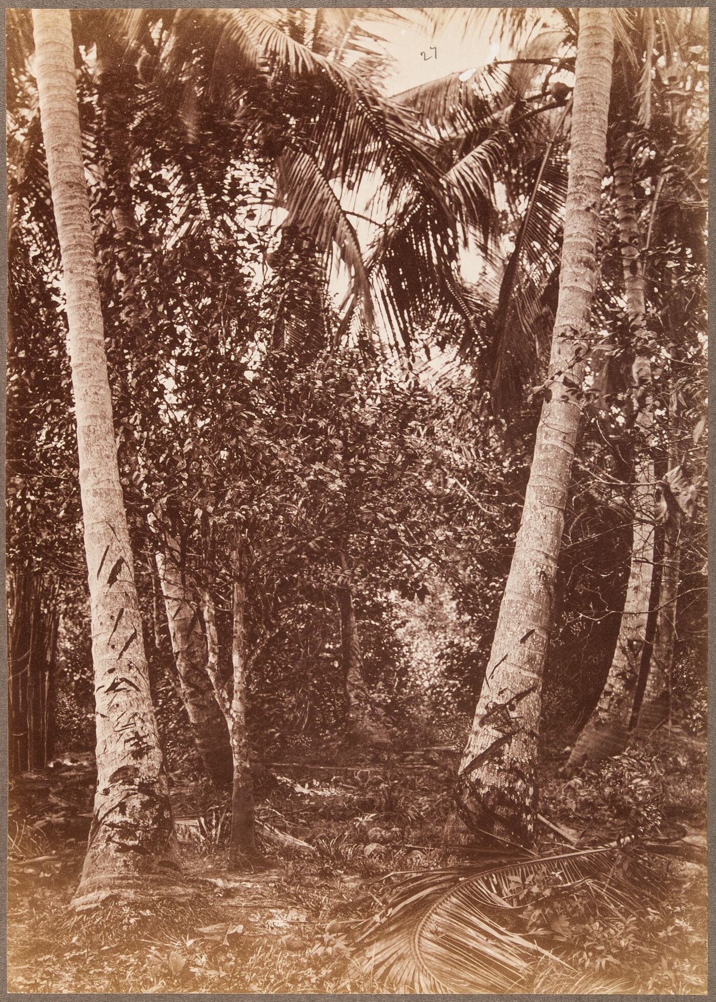 A sepia-toned photograph of a dense forest of tall, majestic, palm trees.