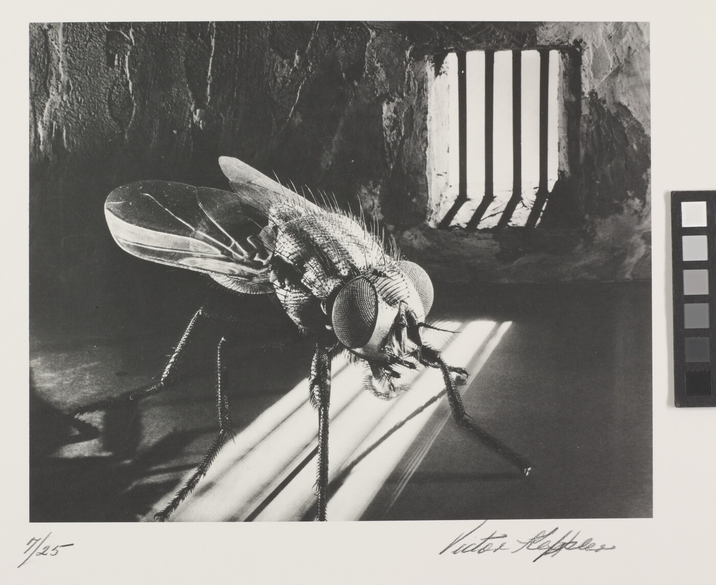 A close-up, black-and-white photograph of a fly in a prison cell.