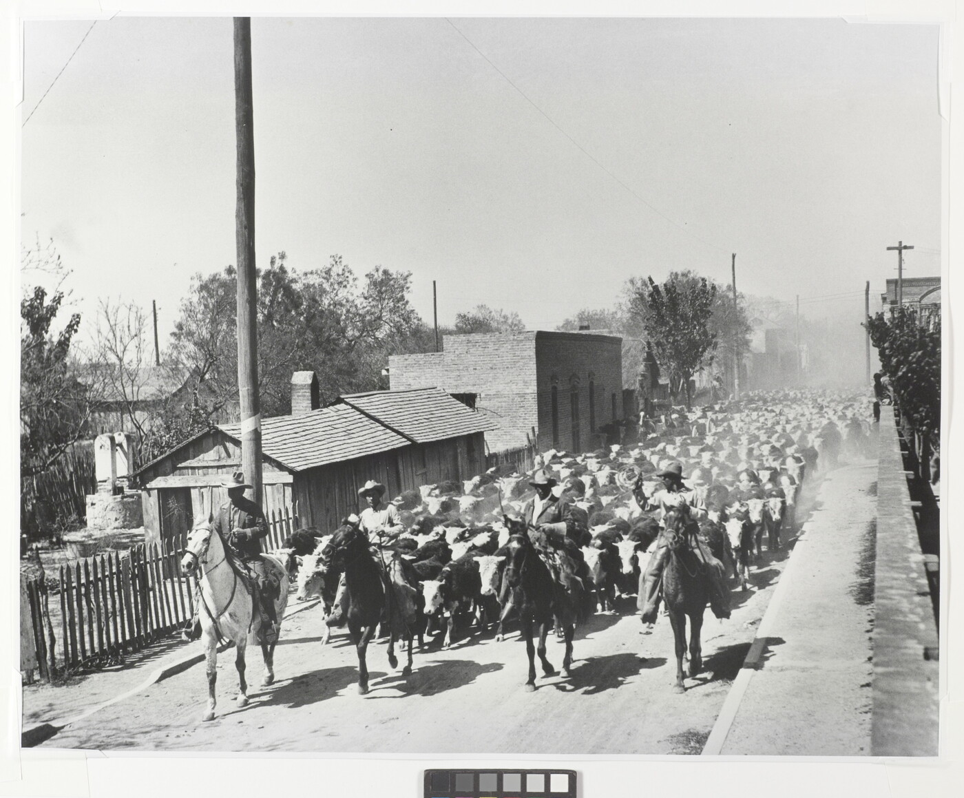 A black-and-white photograph of four men on horseback leading a large herd of cattle down a dusty road.