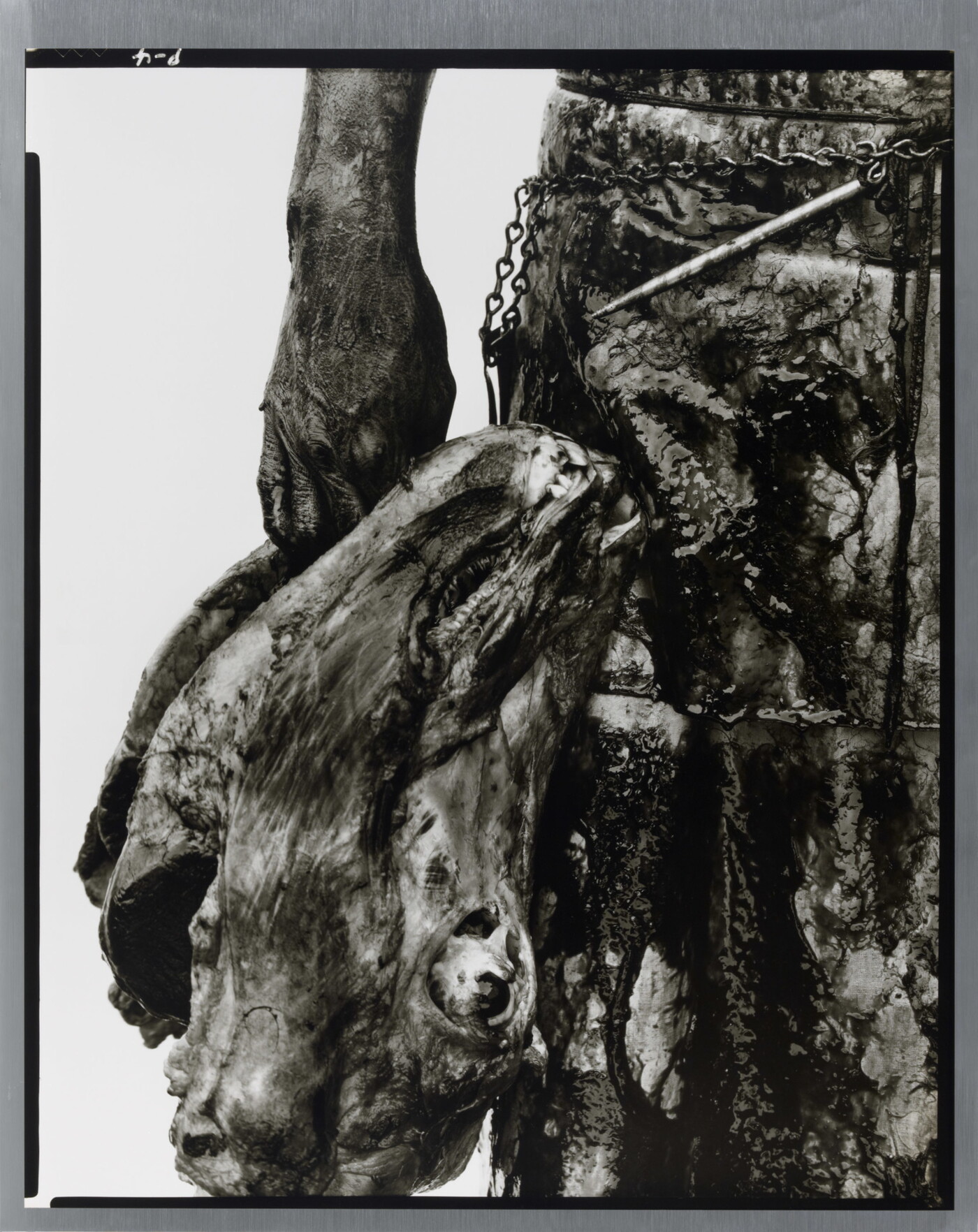 A close-up black-and-white photograph of a person&#039;s hand holding a severed cow head by their side.