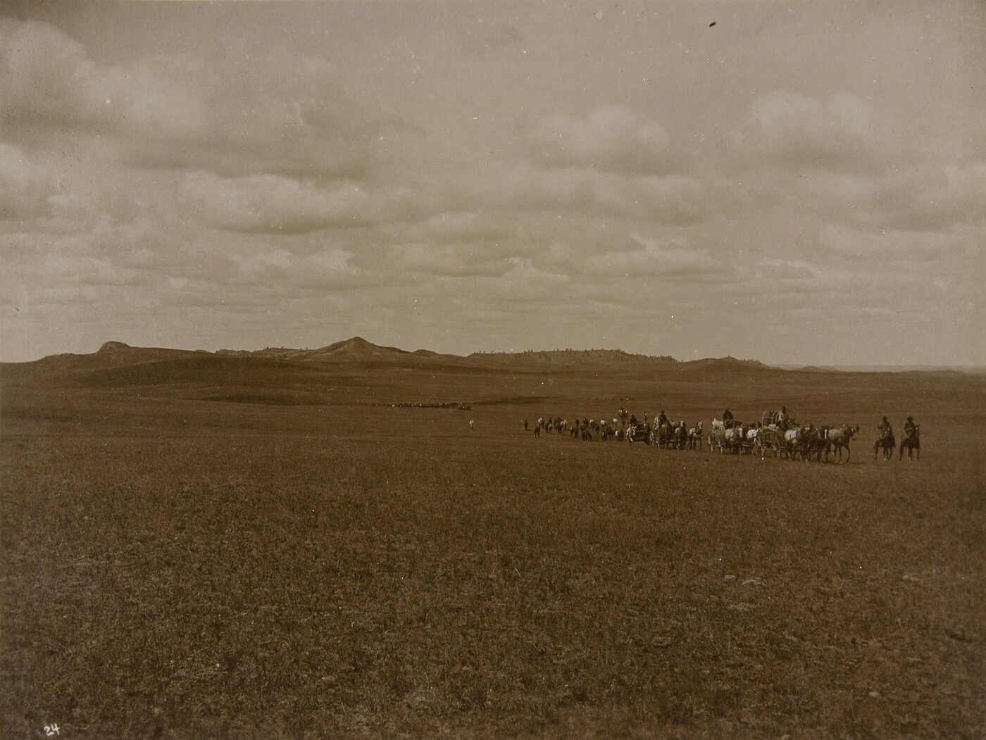 A black-and-white photograph of a herd of cattle and several cowboys on a prairie with mountains in the far distance. 