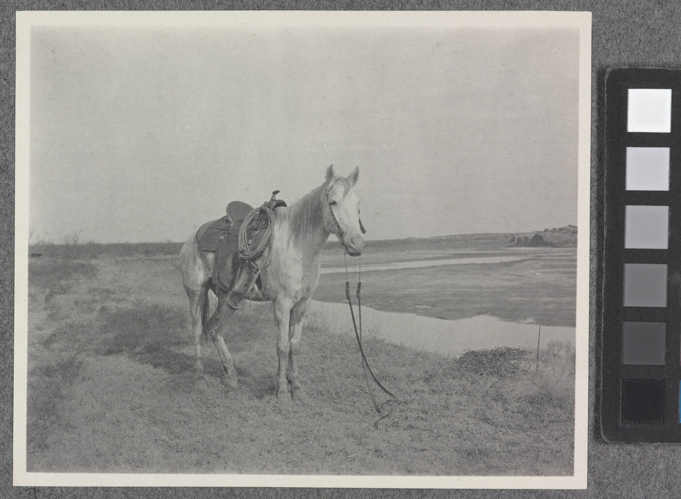 A black-and-white-photograph of a saddled horse in a field.