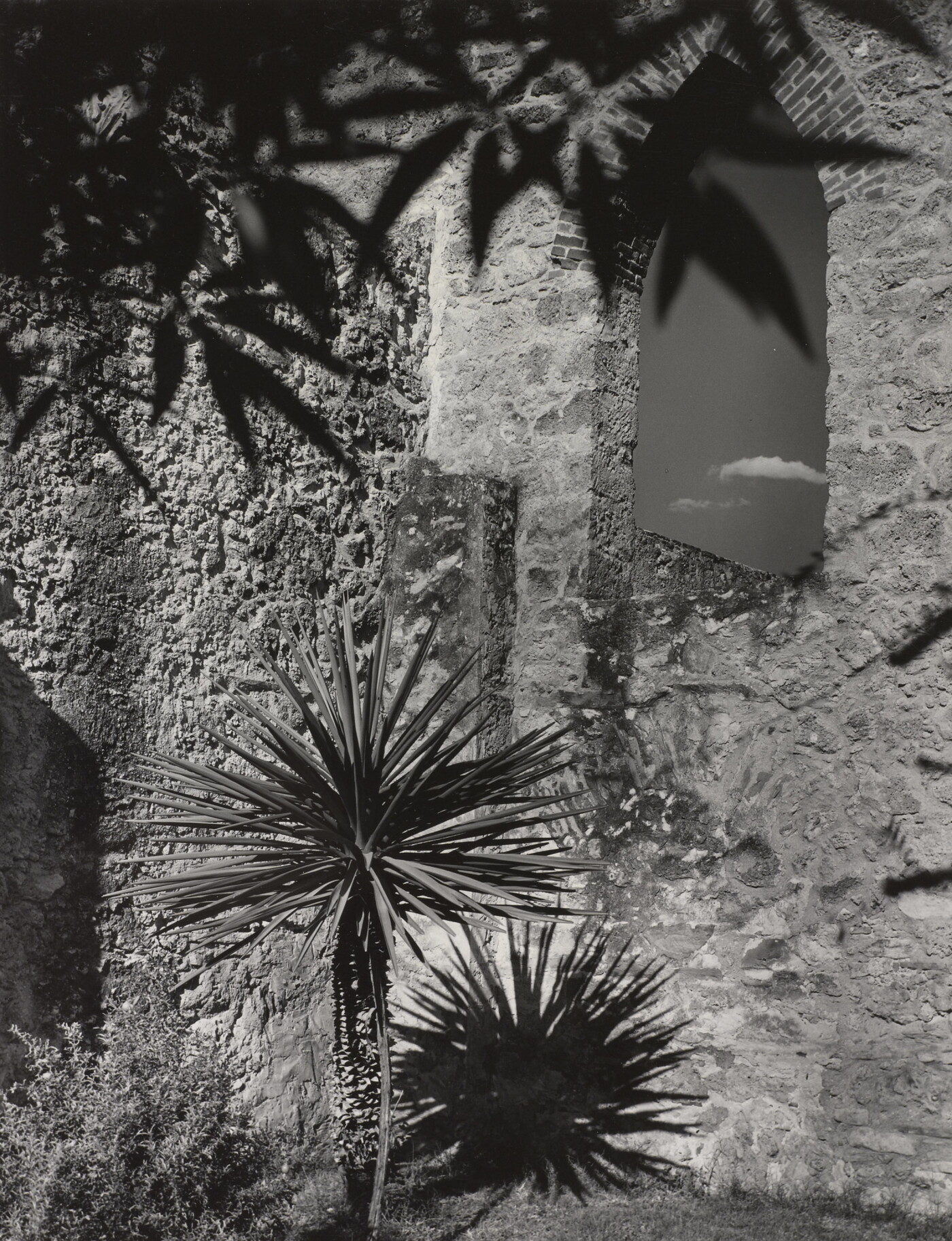 A black-and-white photograph of a small palm tree and leafy shadows against a stone wall with a lancet window.