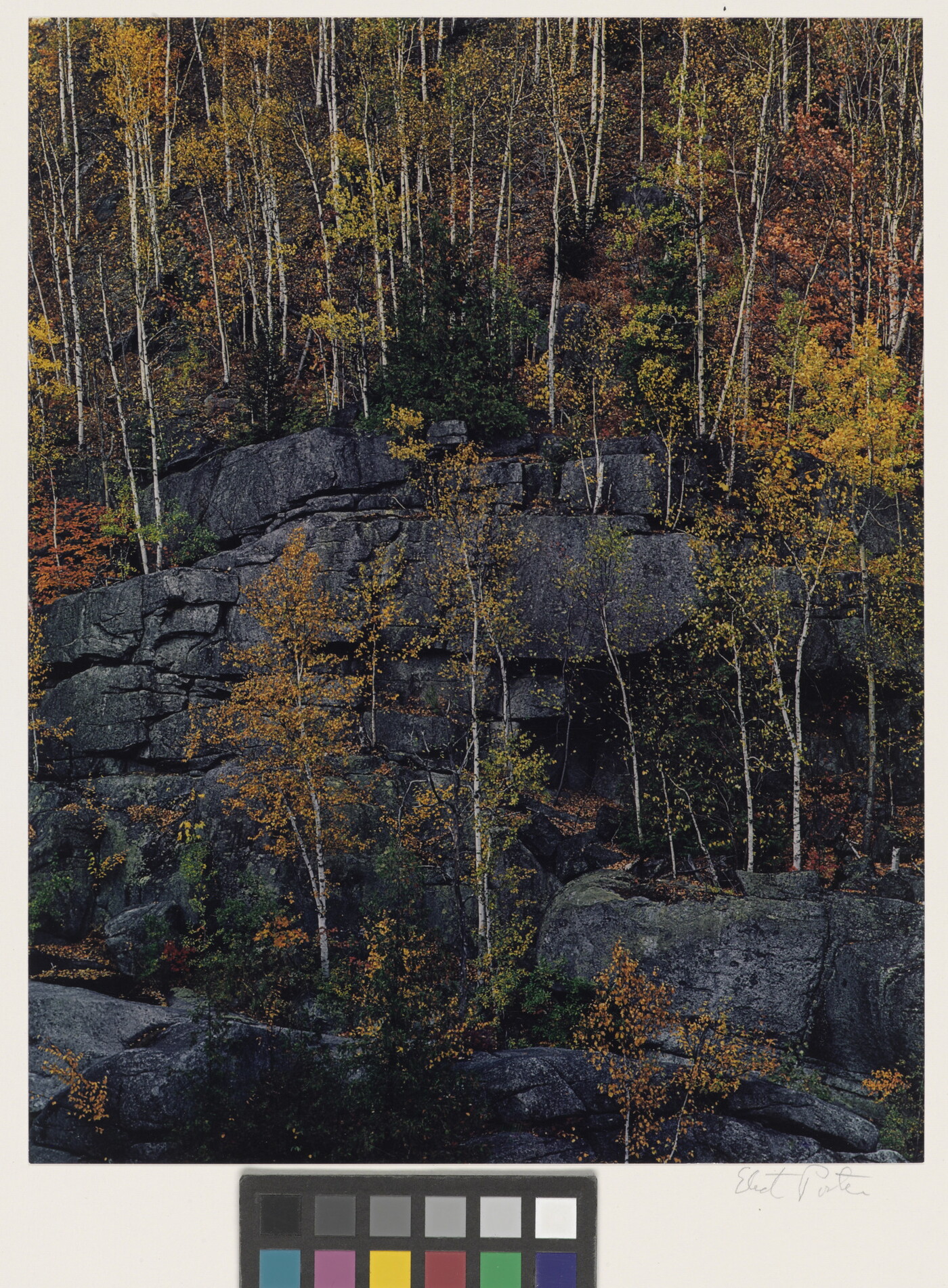 A color photograph of trees with yellow, red, orange, and green foliage growing on cliff ledges.