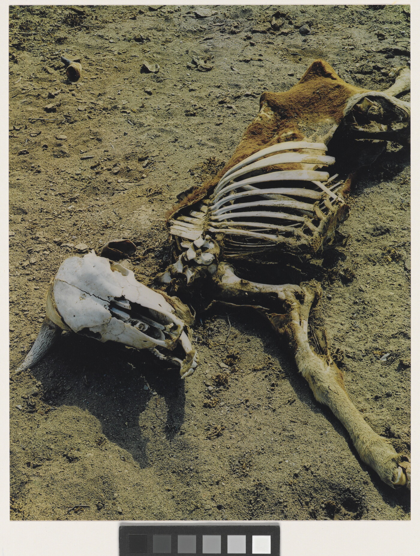 A color photograph of a dead cow, most of the bones exposed, laying in dirt.