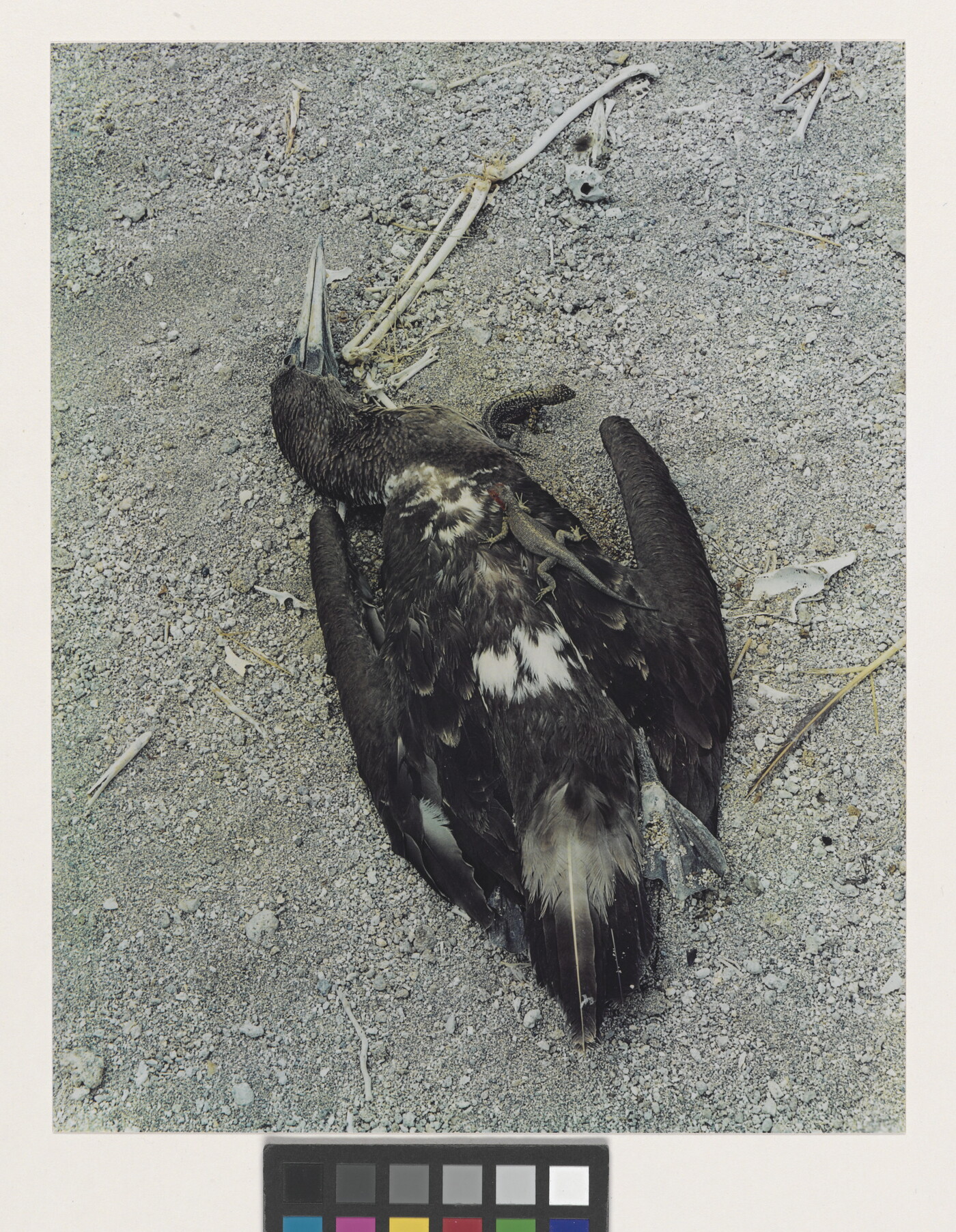 A color photograph of a dead, dark-feathered bird laying in the dirt with two small lizards crawling over and under its body.