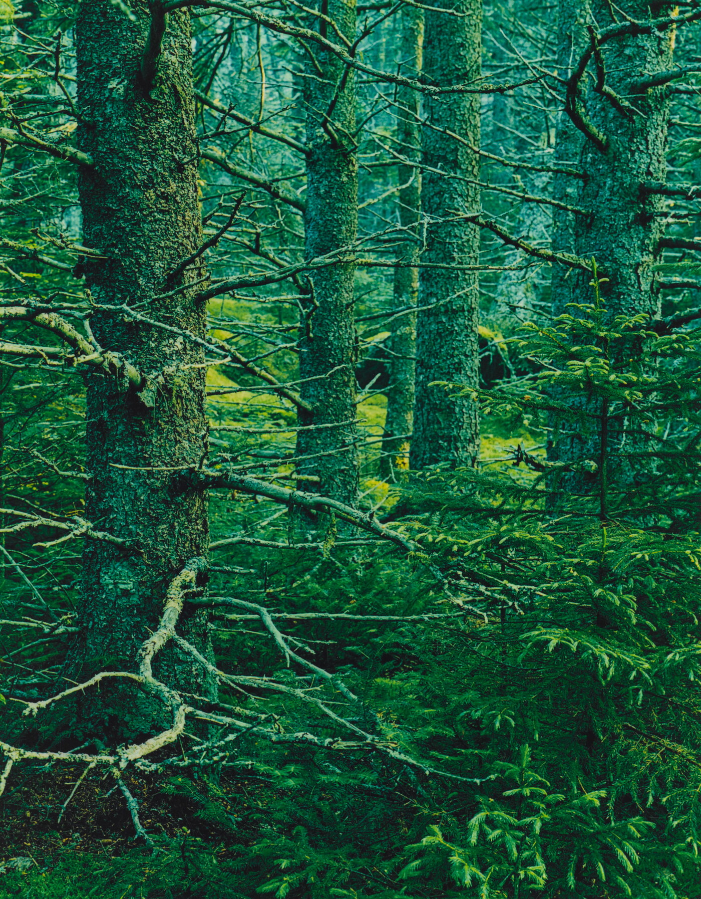 Spruce Forest, Great Spruce Head Island, Maine, July 7, 1968 Amon