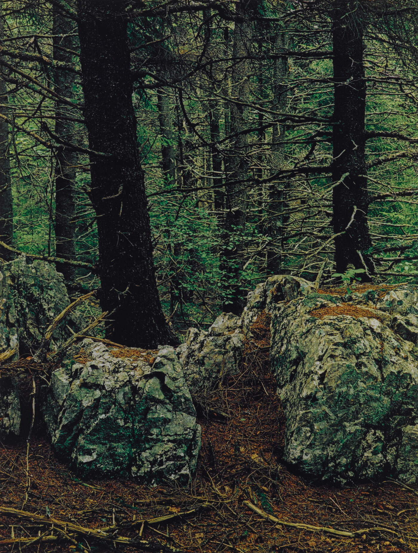 Spruce Trees and Rocks, Great Spruce Head Island, Maine, July 28, 1974 ...