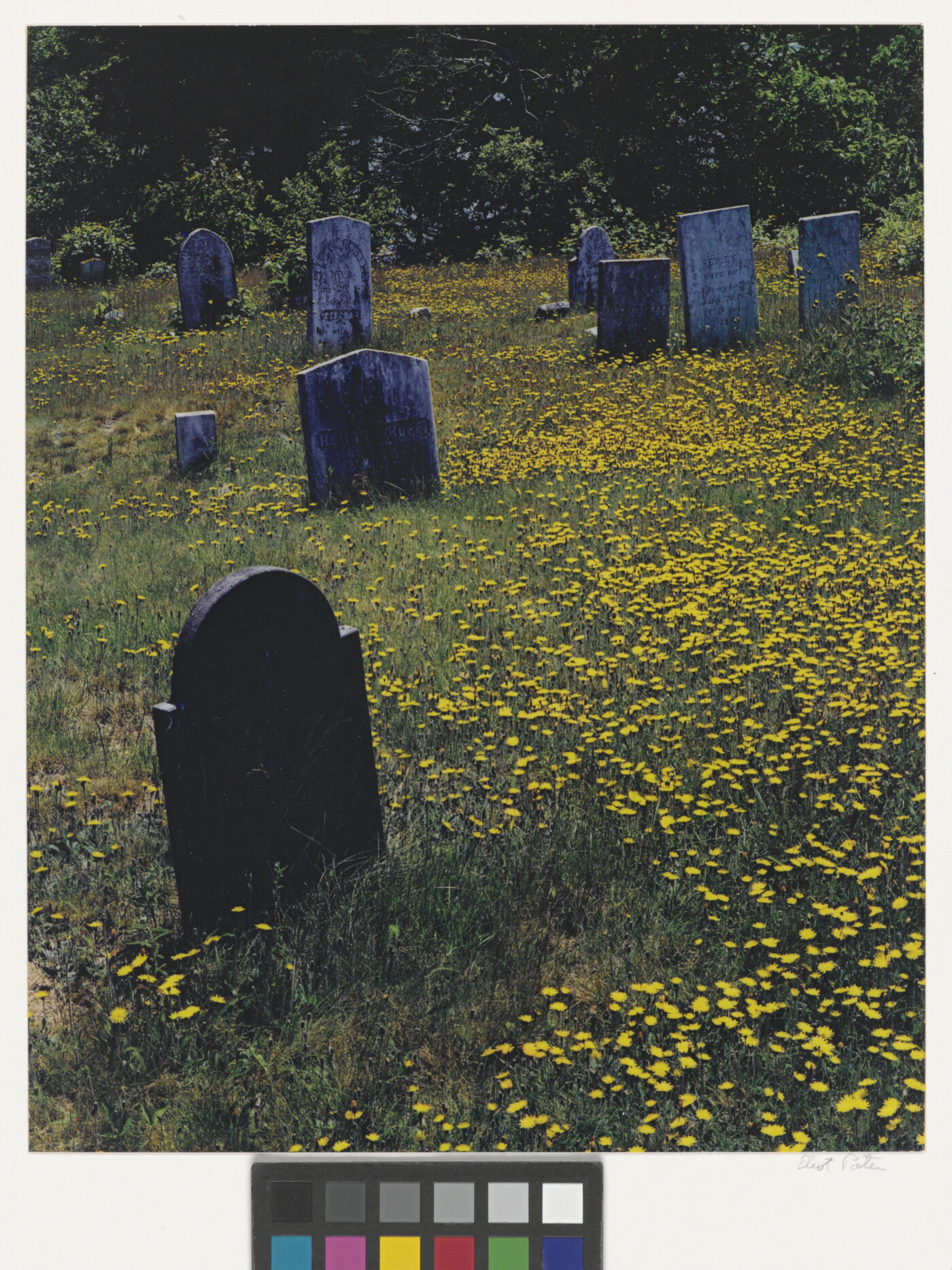 A color photograph of tombstones in a cemetery filled with yellow wildflowers.