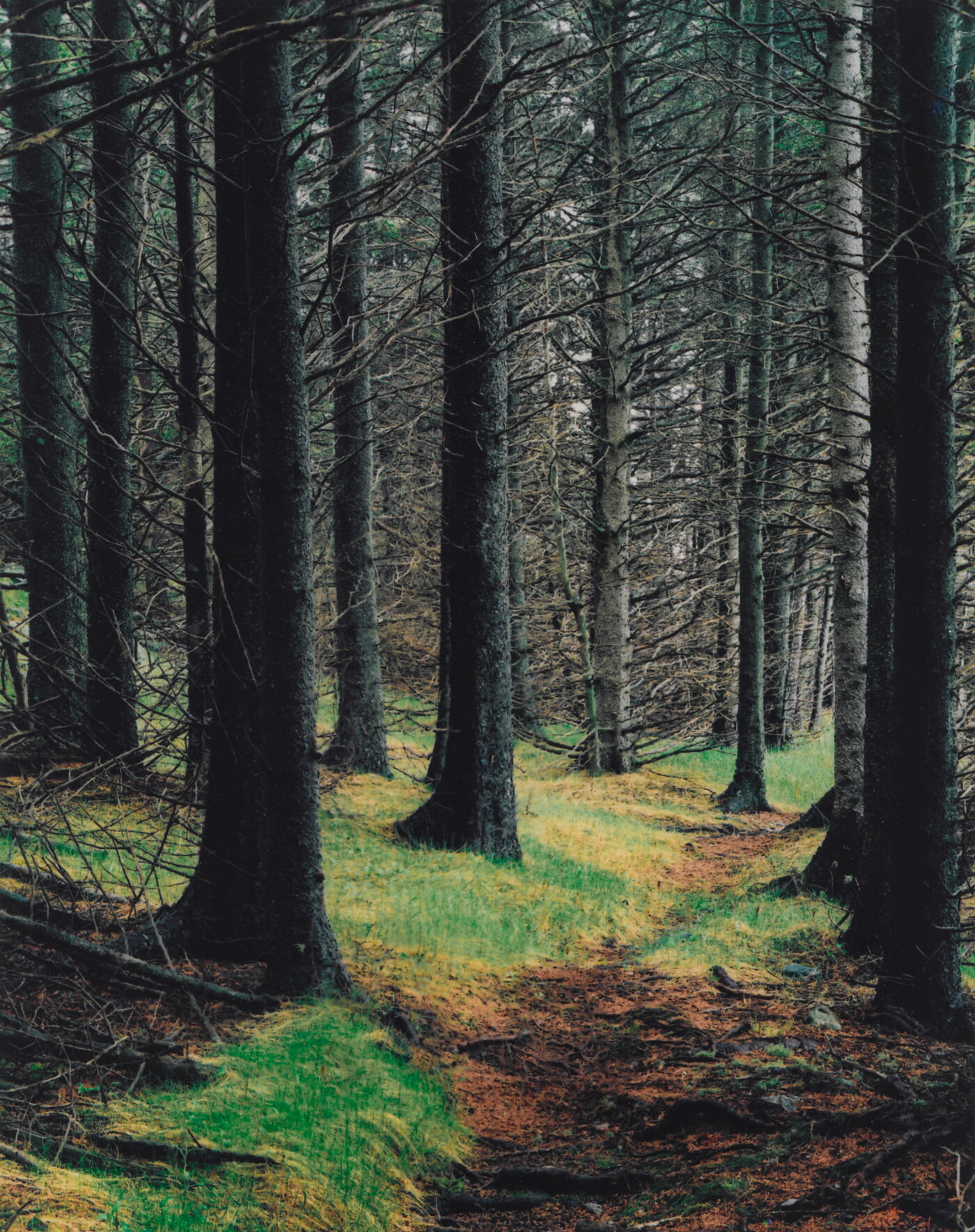 Path in Woods, Great Spruce Head Island, Maine, May 30, 1981 | Amon ...