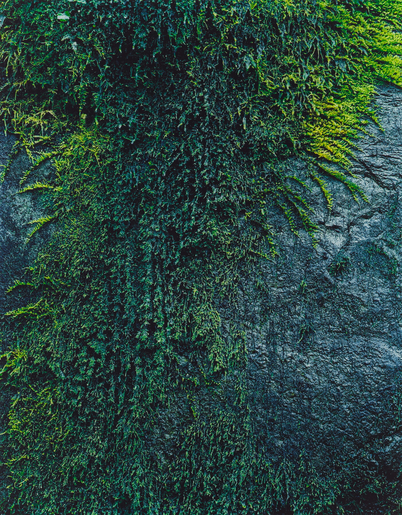Moss on Rock, Roaring Fork Loop Road, Great Smoky Mountains National