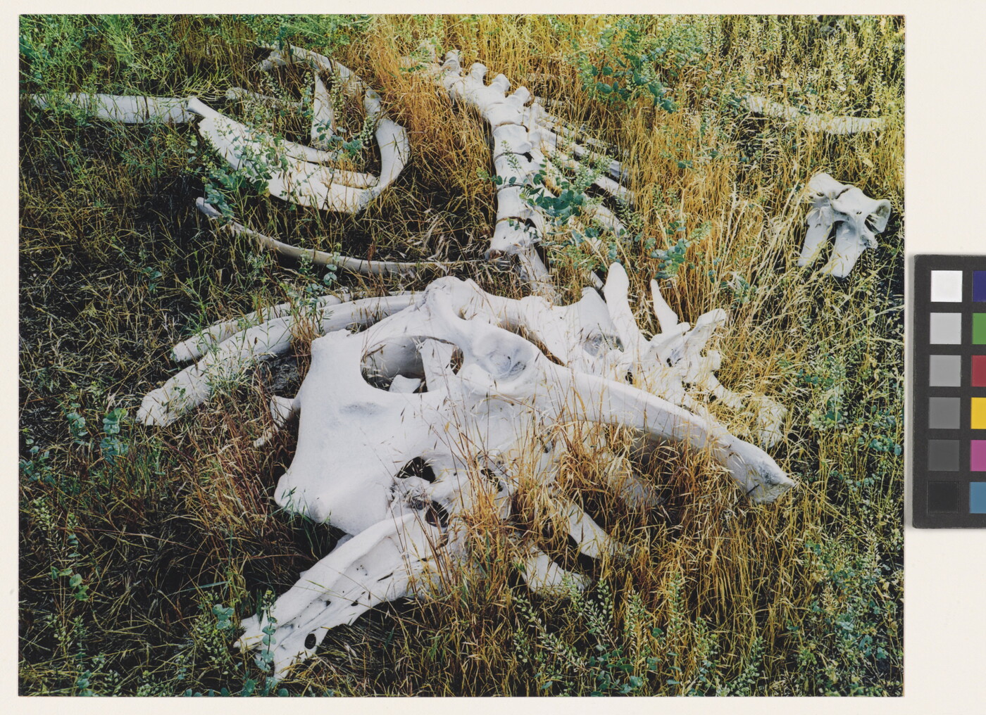 A color photograph of various cow bones laying in tall grass.