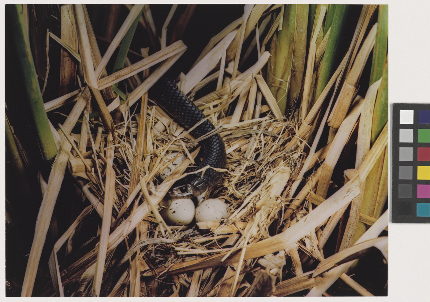 A color photograph of a black snake eating eggs out of a grassy nest.