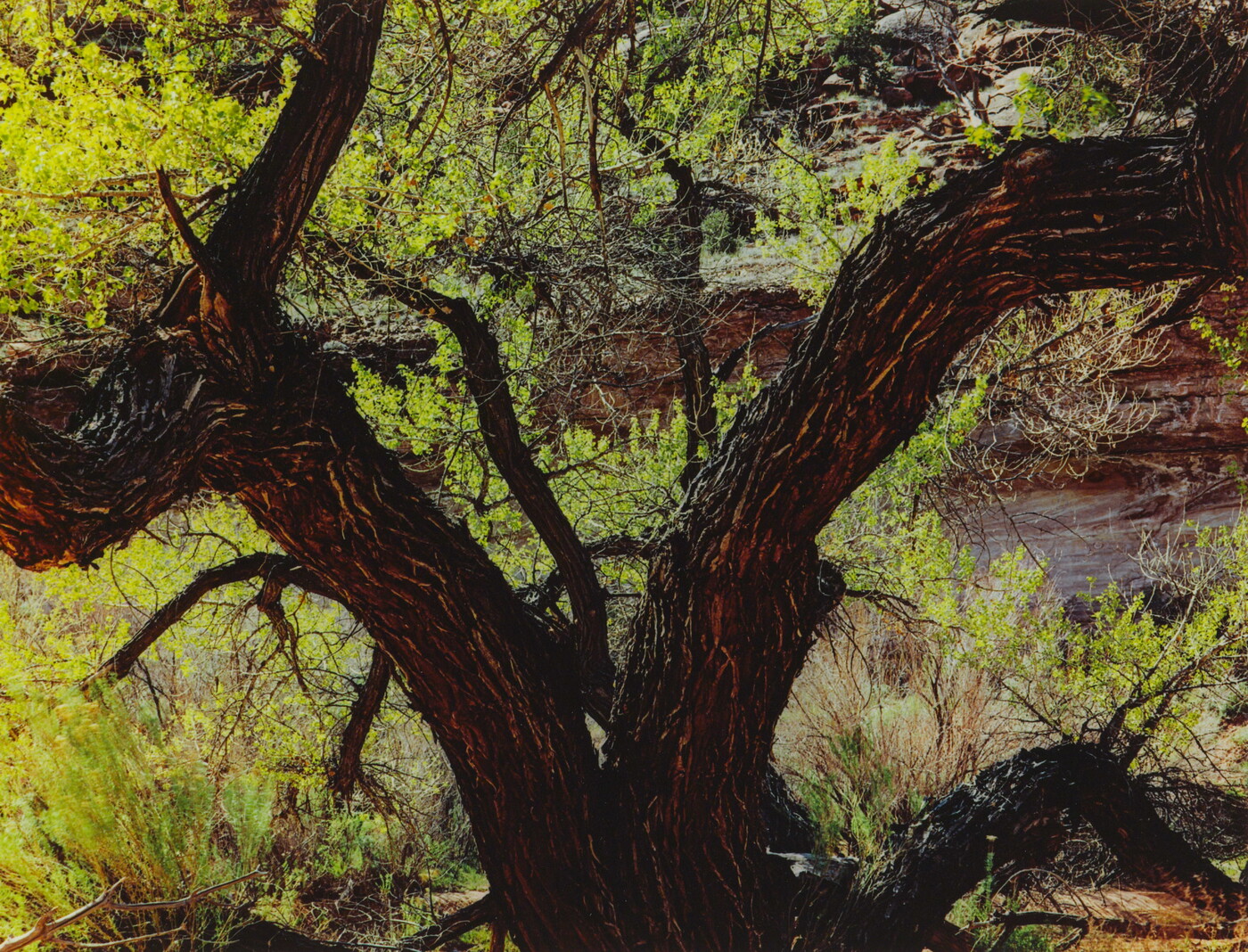 A color photograph of a large tree with a trunk split like the letter &quot;V&quot; and lush green foliage in the background.
