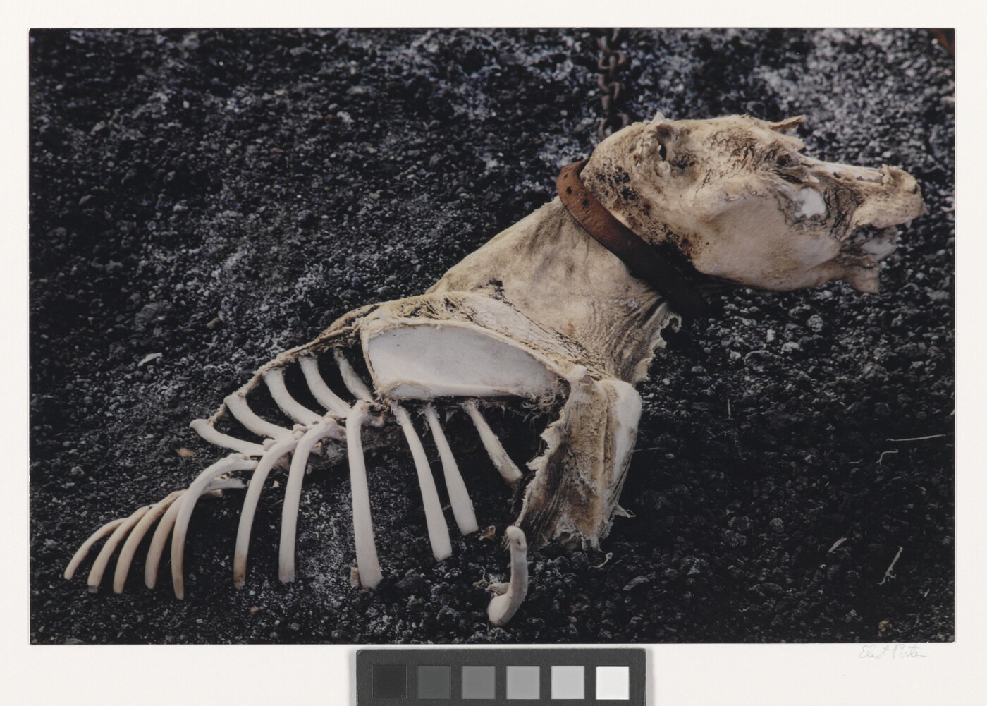 A color photograph of a dead dog with partially exposed bones and a collar still around its neck.