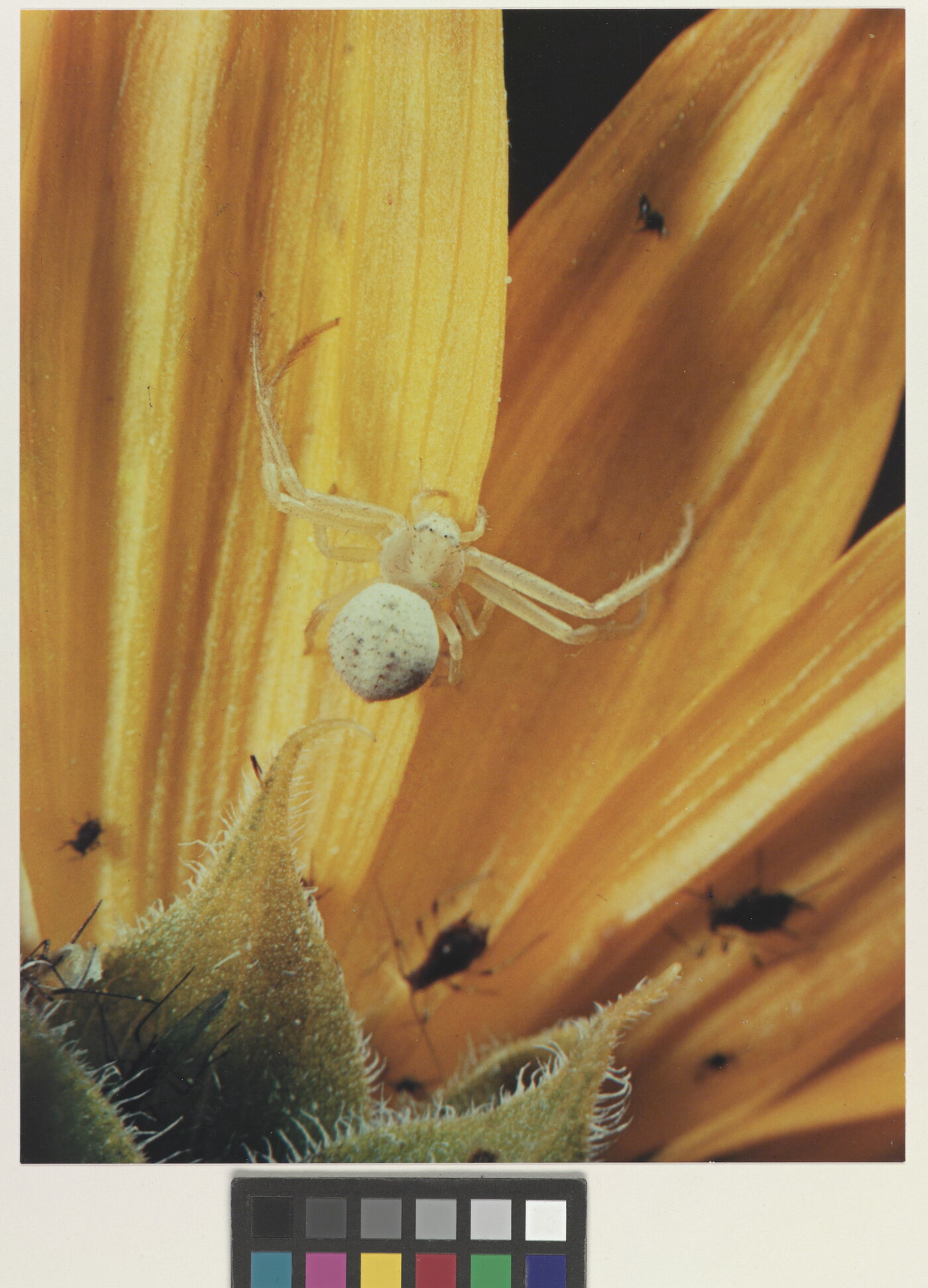 A close-up color photograph of a white spider climbing on yellow flower petals.