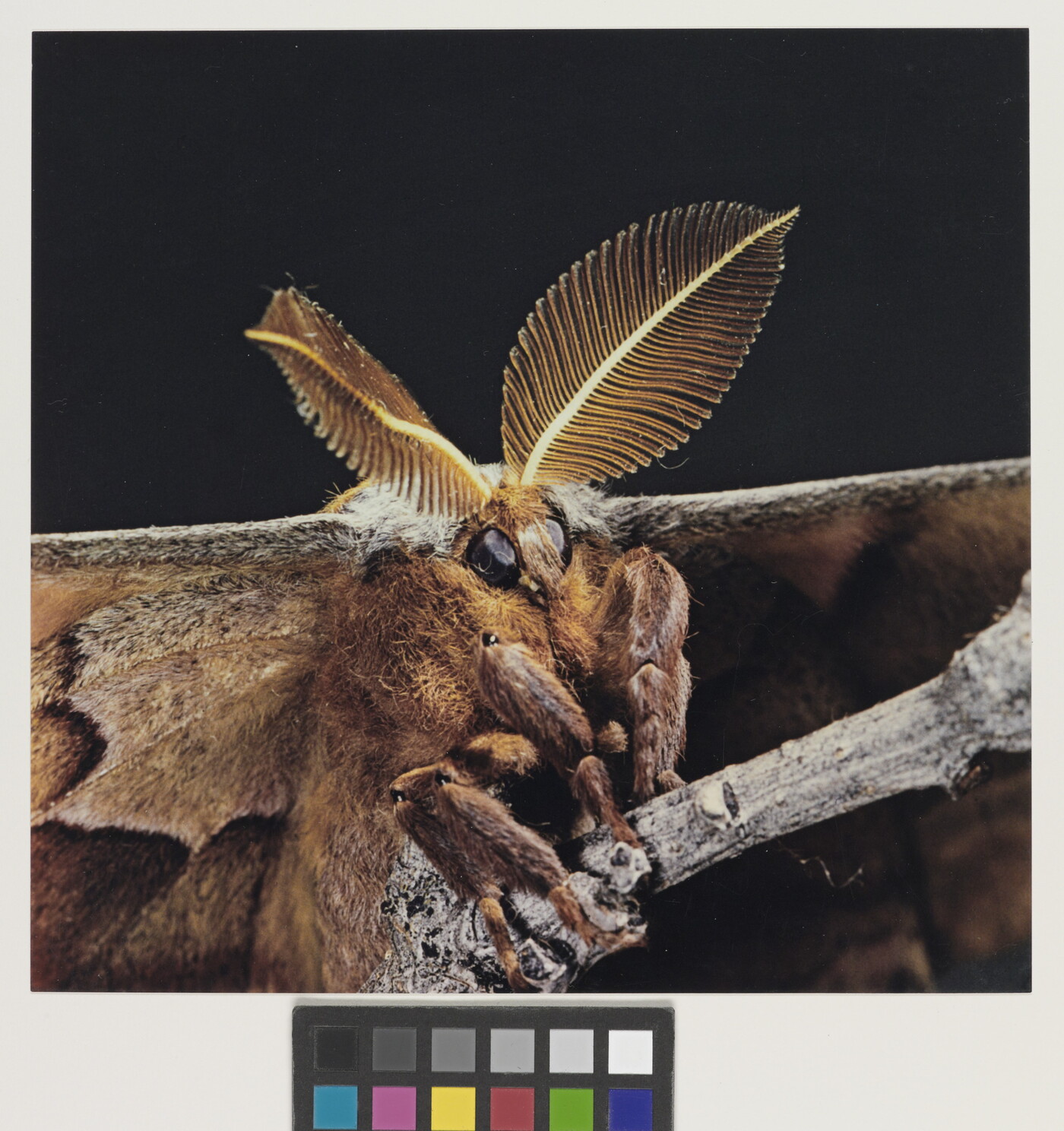 A close-up color photograph of a brown moth with fuzzy legs and leaf-shaped, comb-like antennae.