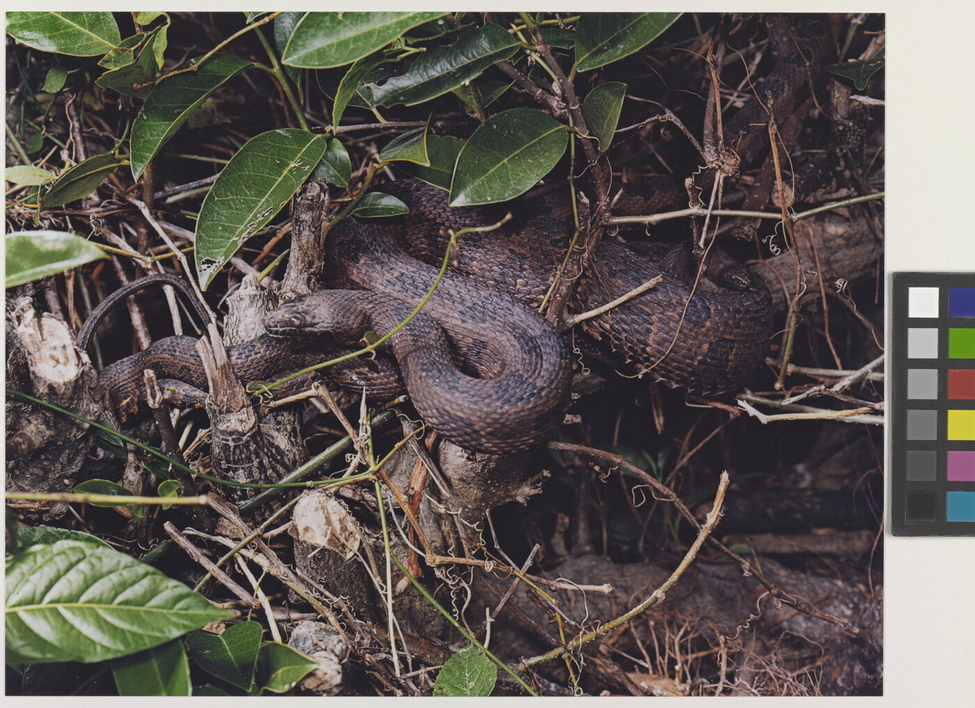 A color photograph of two snakes close together with muted brown patterns amongst leaves, sticks, and logs.