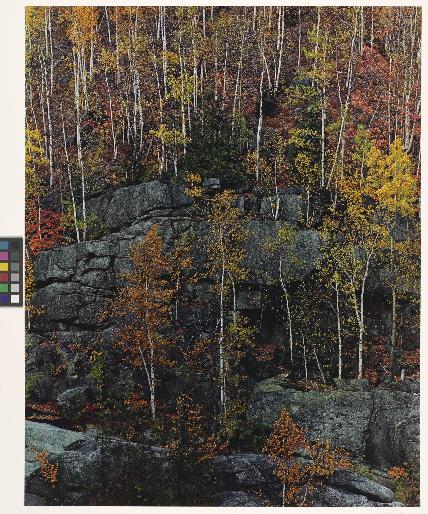A color photograph of trees with yellow, red, orange, and green foliage growing on cliff ledges.