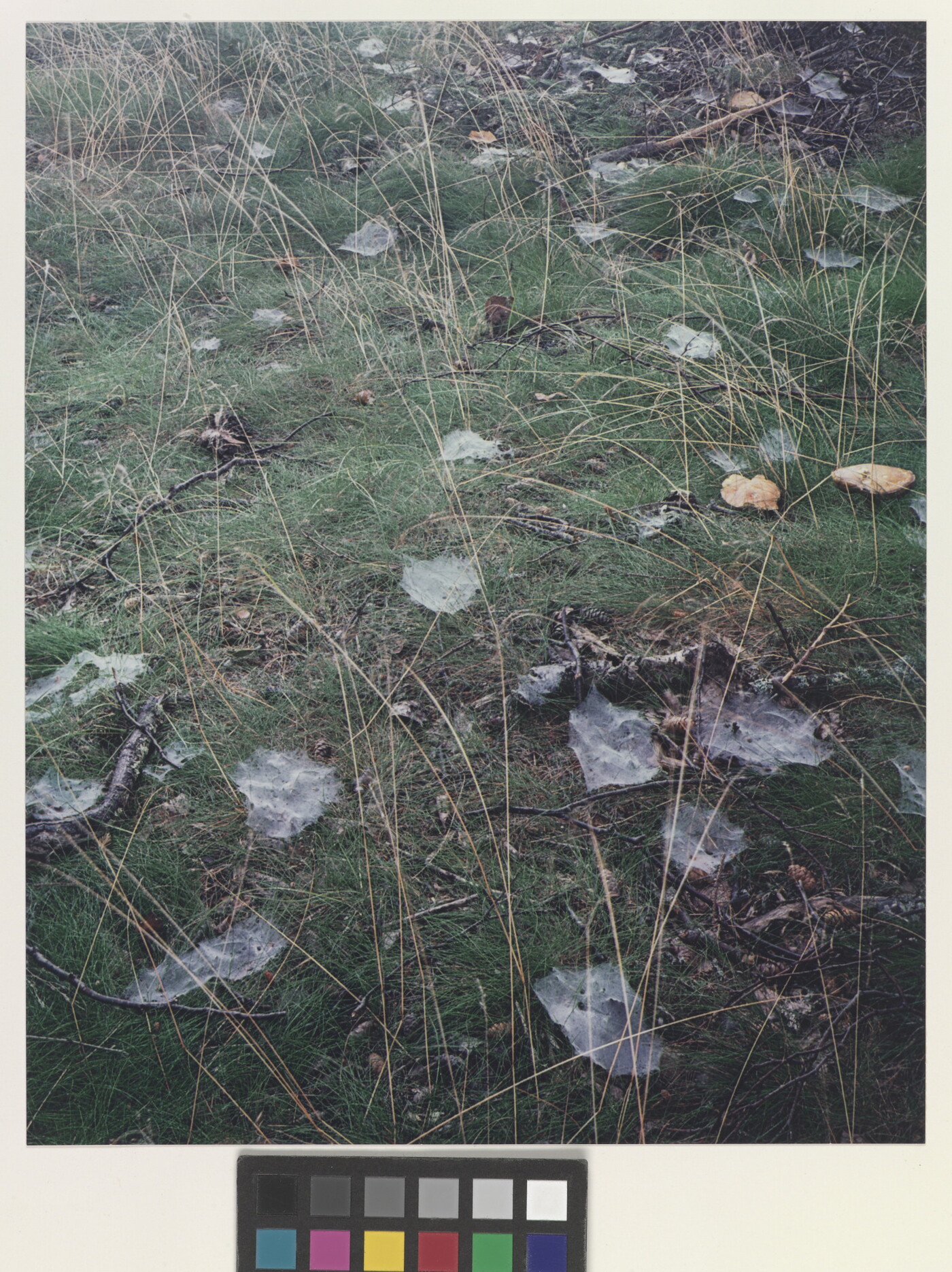 A color photograph of cobwebs scattered throughout a grassy field.