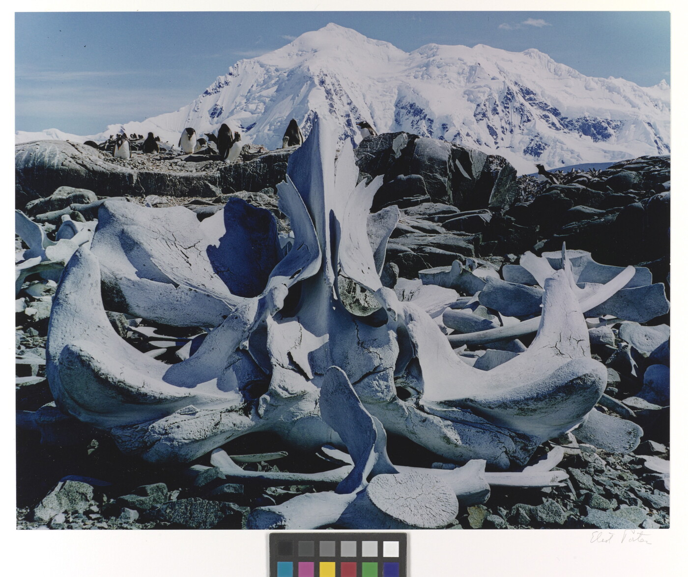 A color photograph of white whale bones on rocks and a large snowy mountain in the background.